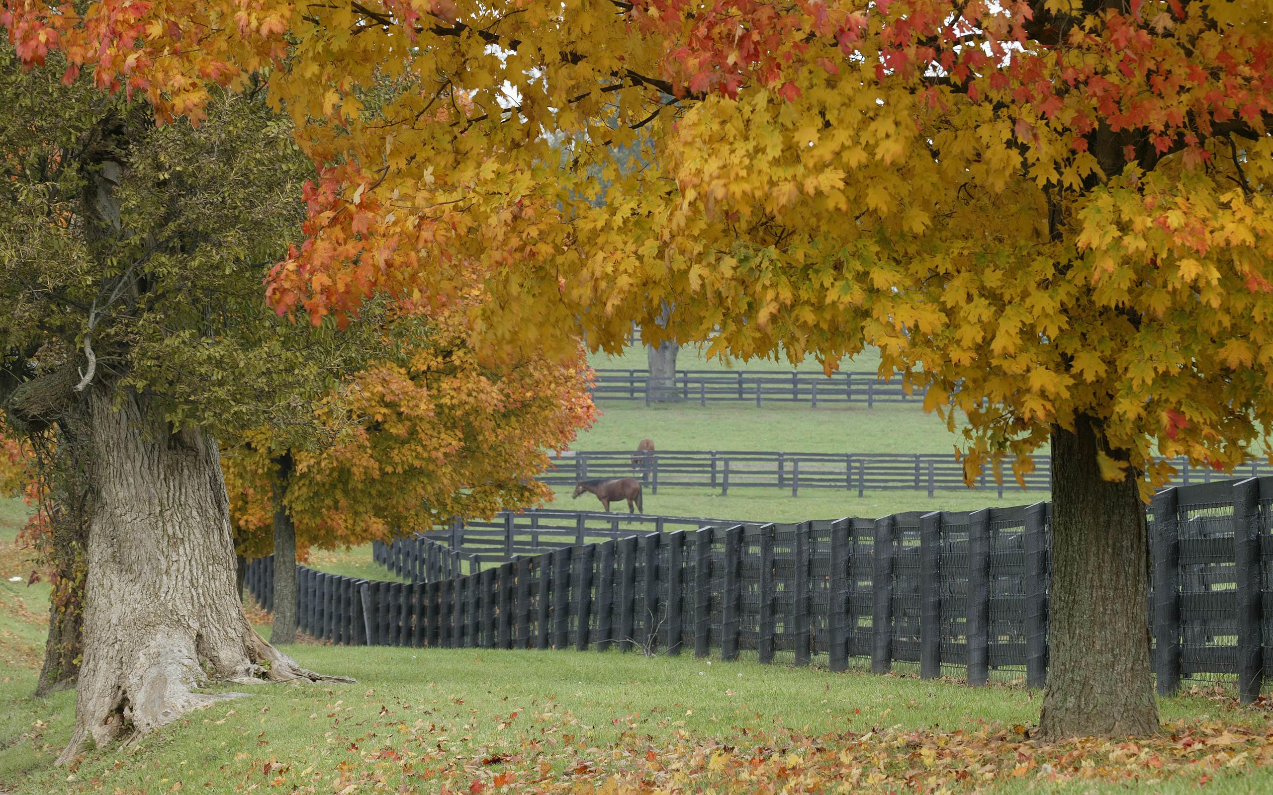 Horse Farm In Autumn - HD Wallpaper 