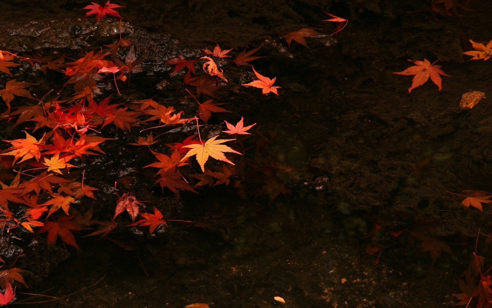 Dark Fall Leaves Background - HD Wallpaper 