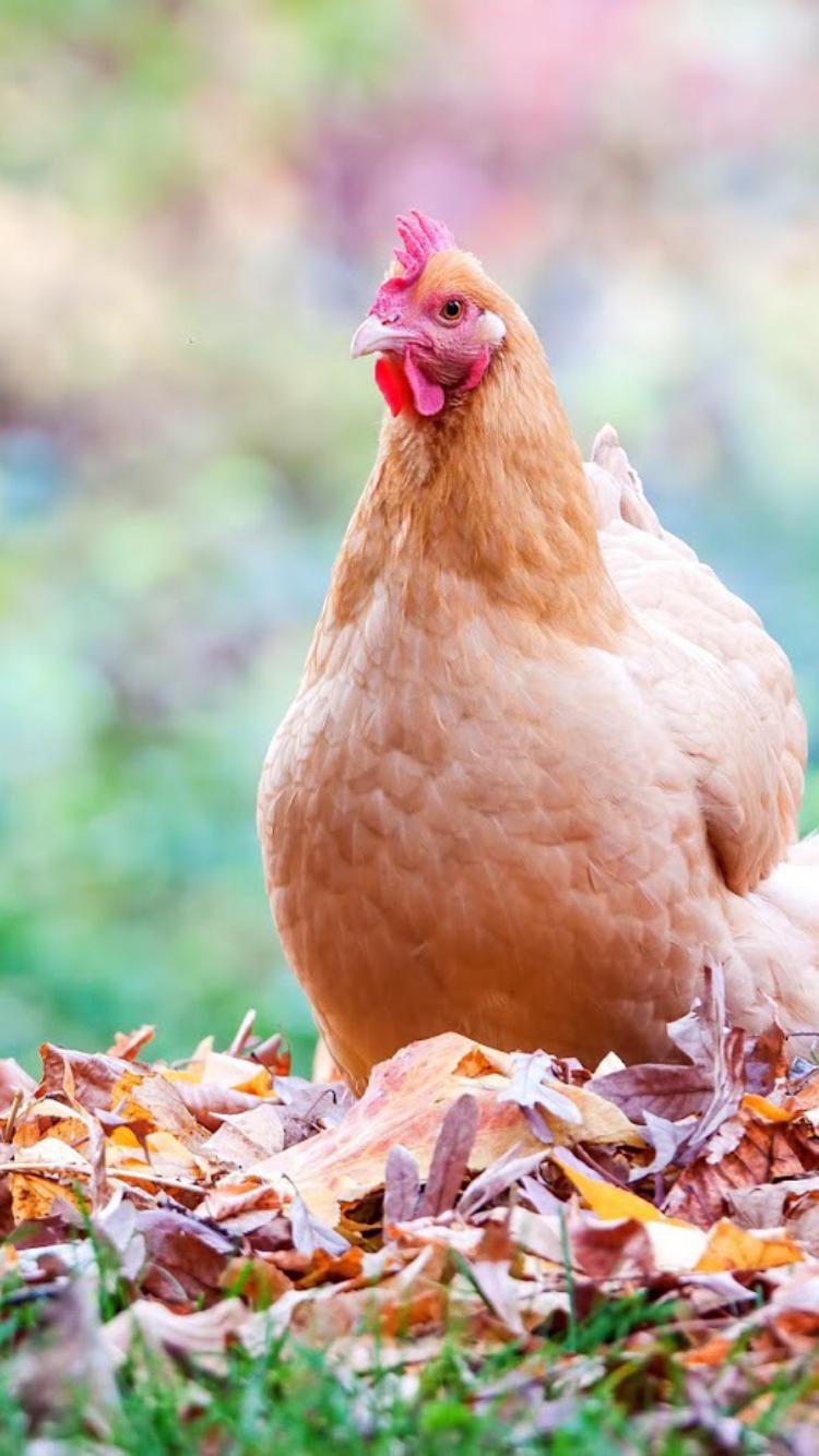 Chicken - HD Wallpaper 