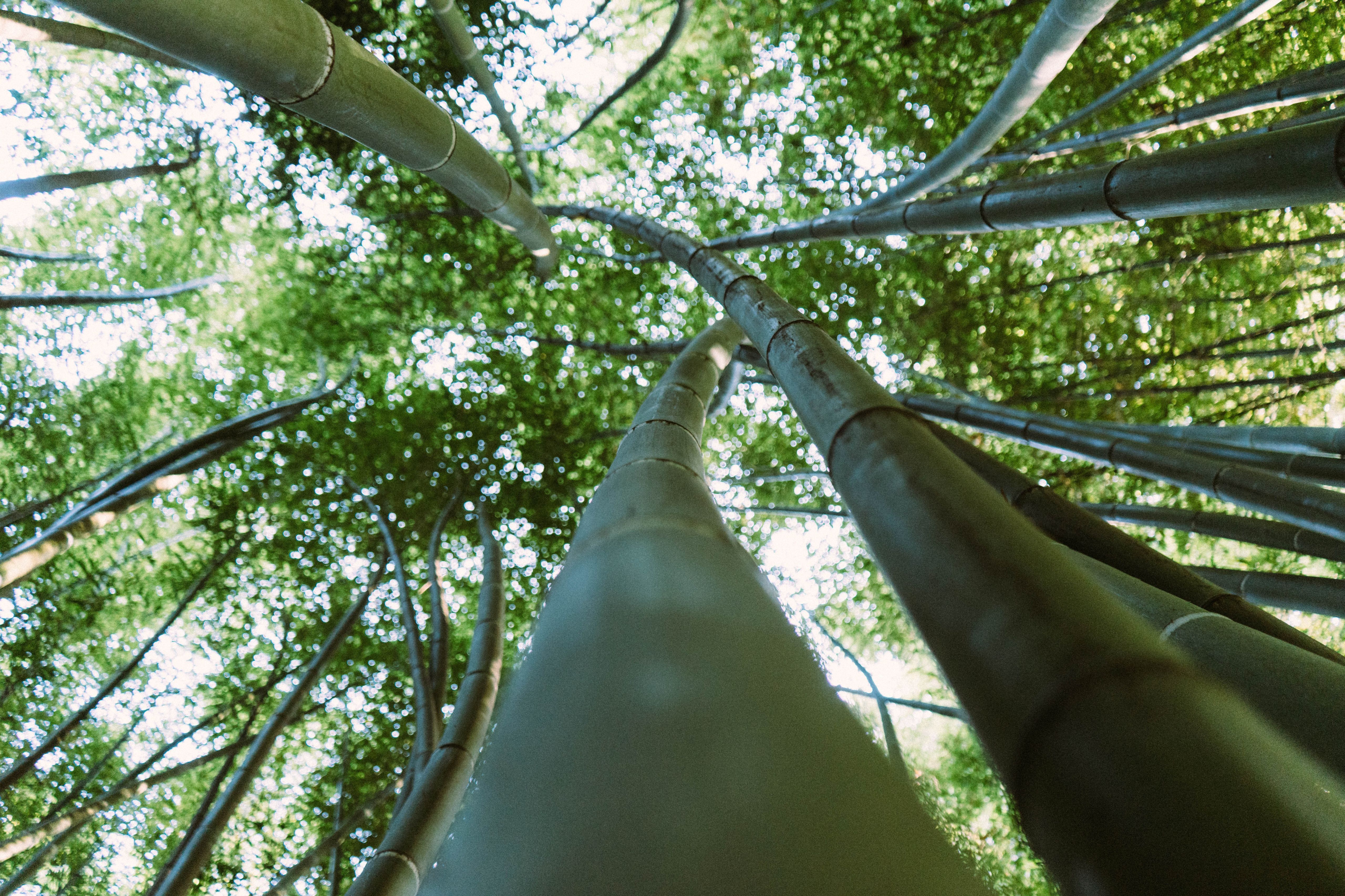 Sky Scrapper Bamboo Tree 5k Wallpaper - Tree Free Image Download - HD Wallpaper 