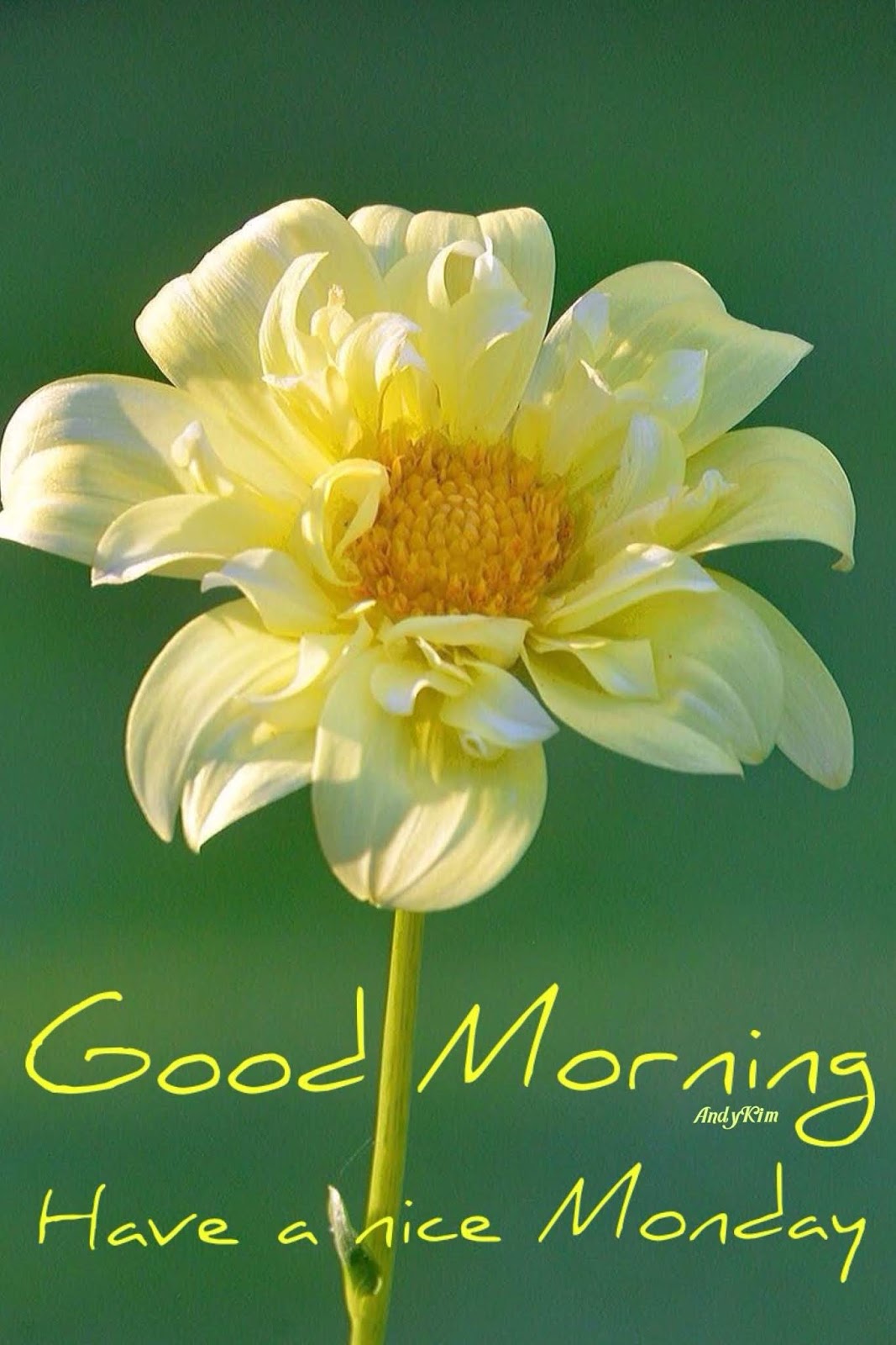 Beautiful Good Morning Images - Beautiful Good Morning Images Hd -  1067x1600 Wallpaper 