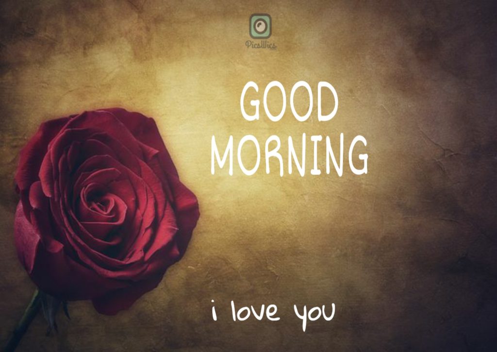 Good Morning Image With Rose - Garden Roses - HD Wallpaper 