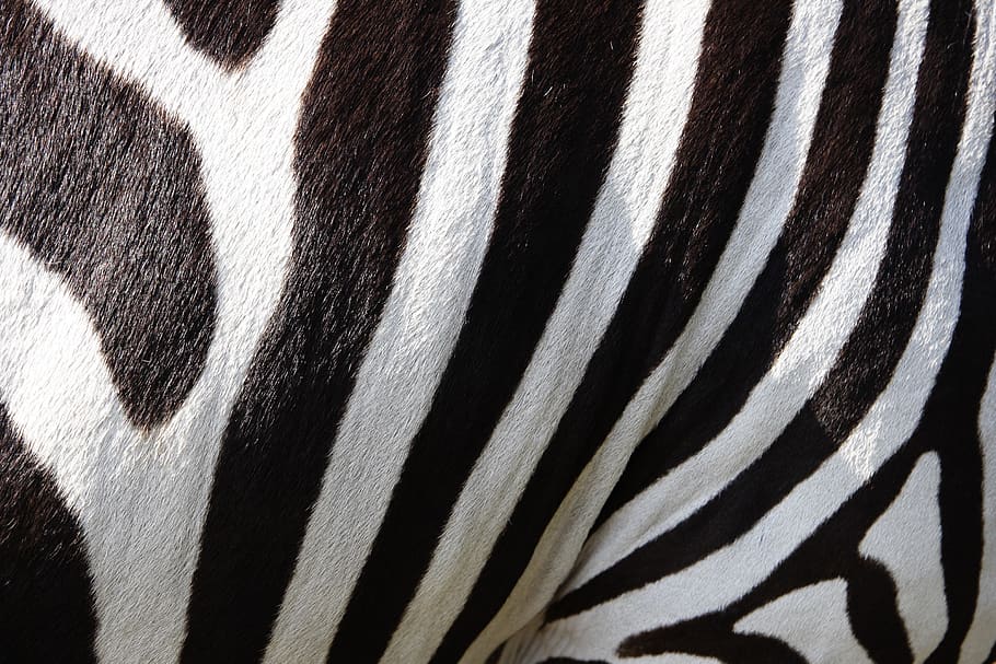 Zebra Fur, Animal, Mammal, Pattern, Stripe, Striped, - Zebra Fur - HD Wallpaper 