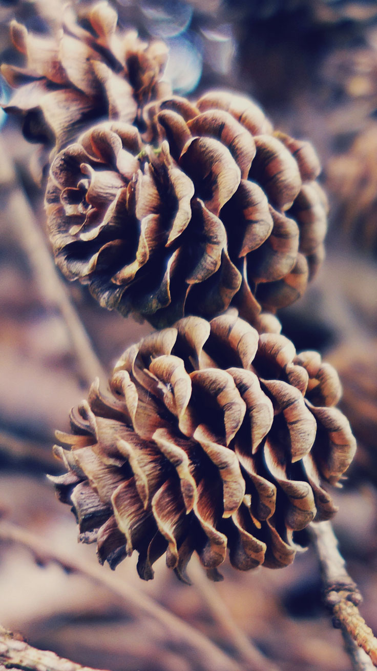 Free Autumn Iphone Wallpaper Collection ★ Download - Fall Backgrounds For Iphone 7 Plus - HD Wallpaper 