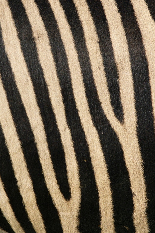 Zebra - HD Wallpaper 