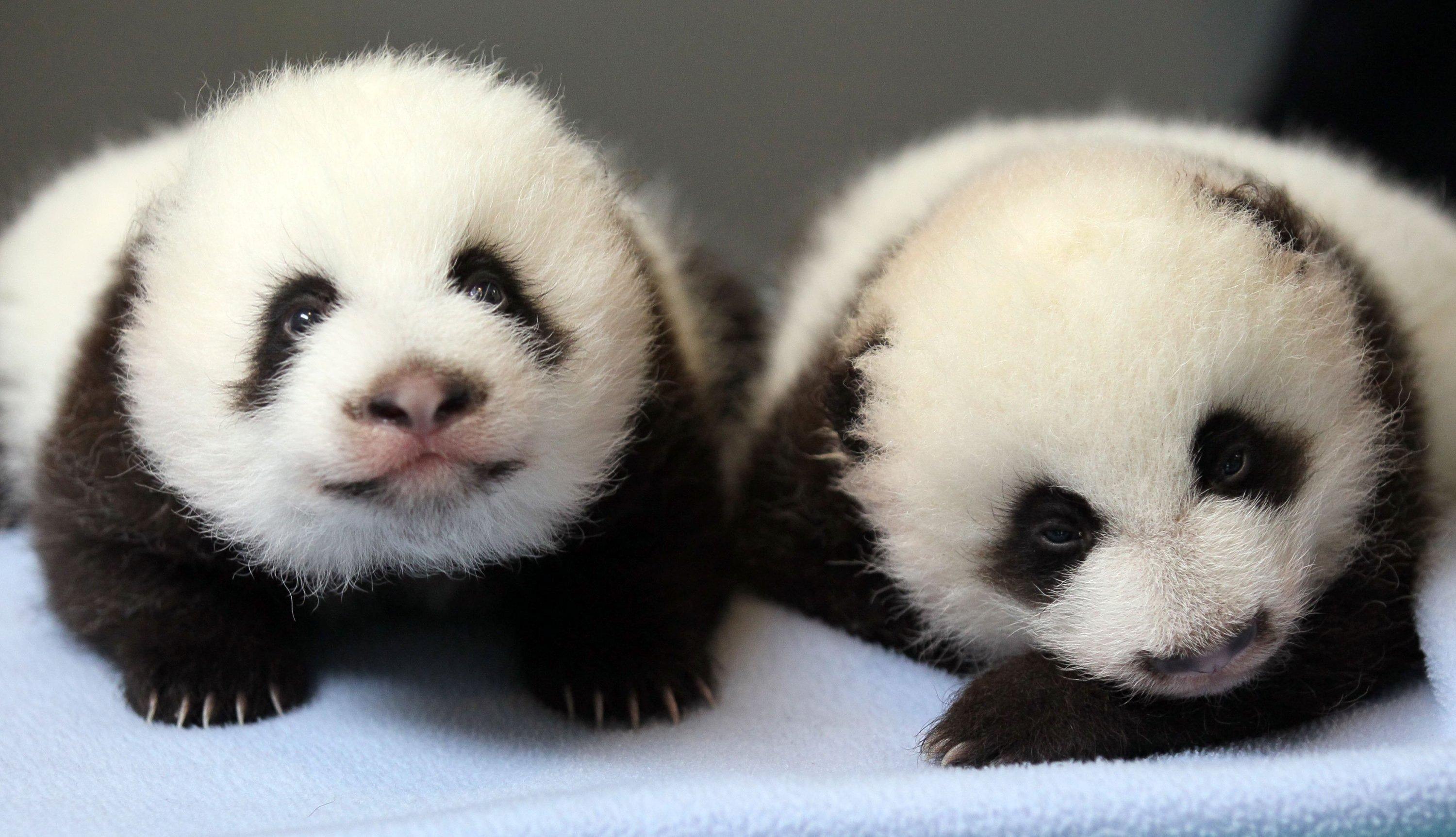 Panda Tumblr Wallpaper - 2 Cute Baby Pandas - HD Wallpaper 