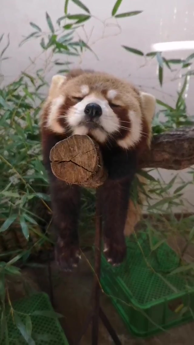 Sleepy Red Panda Gif - HD Wallpaper 