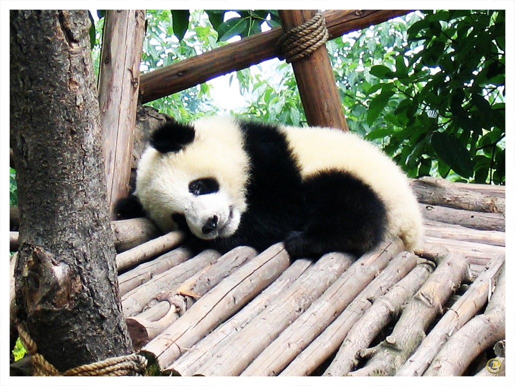 #74gdxvu Baby Pandas Wallpaper Px - Cute Baby Panda Sleeping - HD Wallpaper 