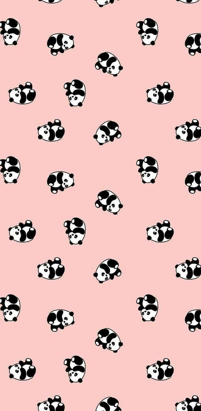 Cute Panda - HD Wallpaper 
