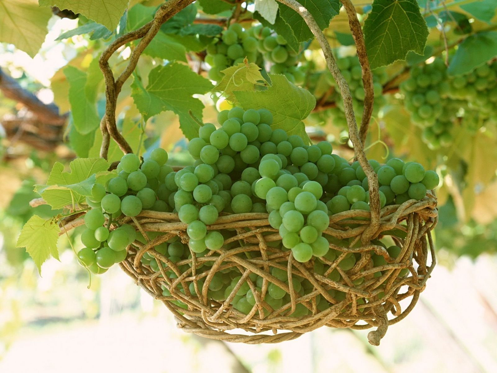 Round Green Grapes - Grapes Fruit - HD Wallpaper 