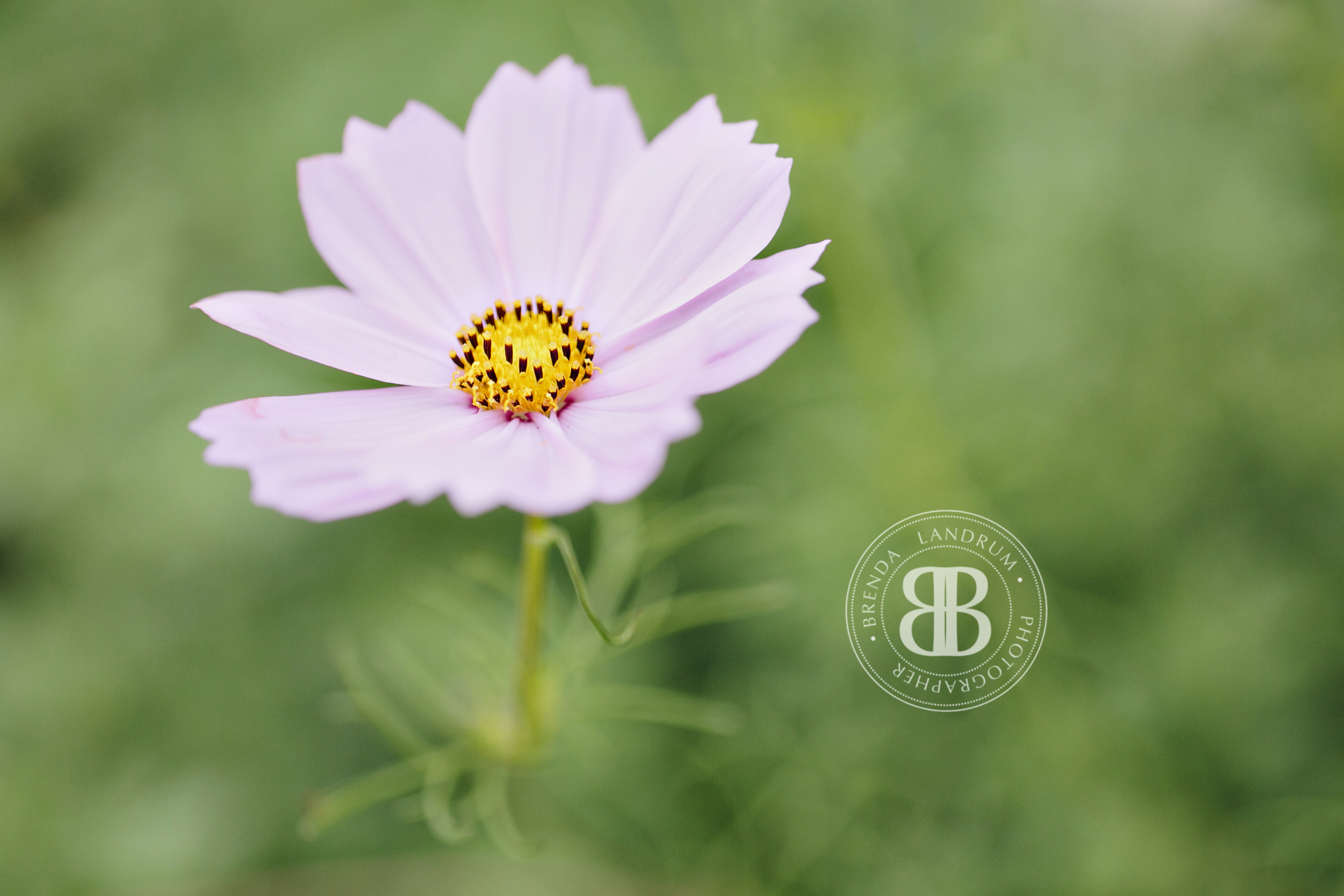 August Free Desktop Wallpaper Of A Delicate Purple - Garden Cosmos - HD Wallpaper 
