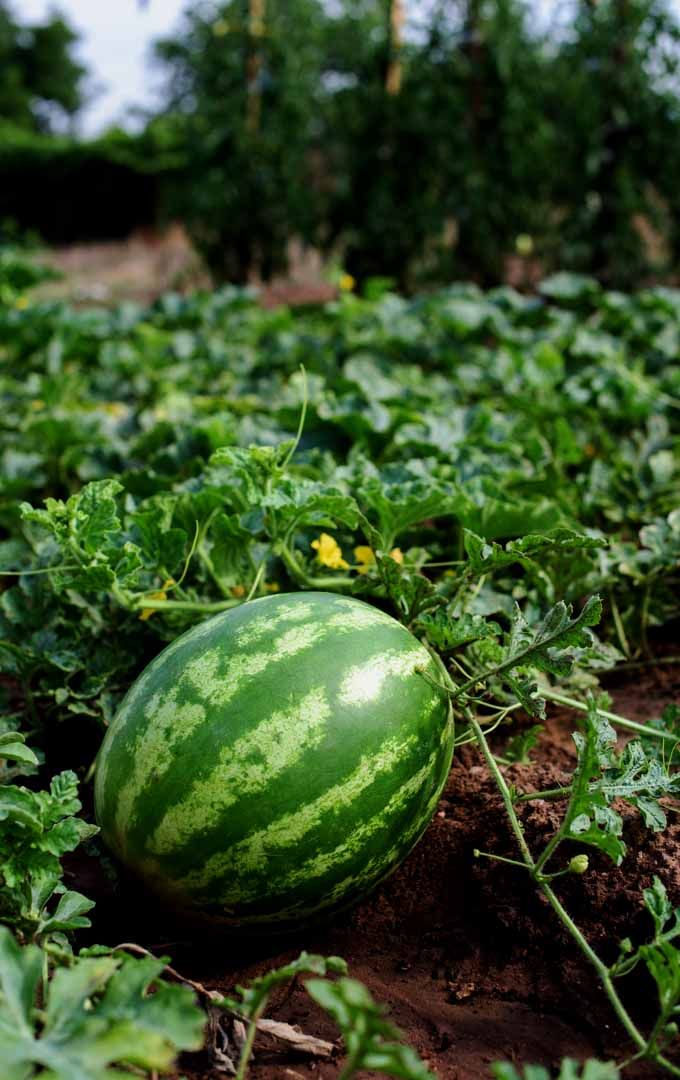 Watermelon Plant - HD Wallpaper 