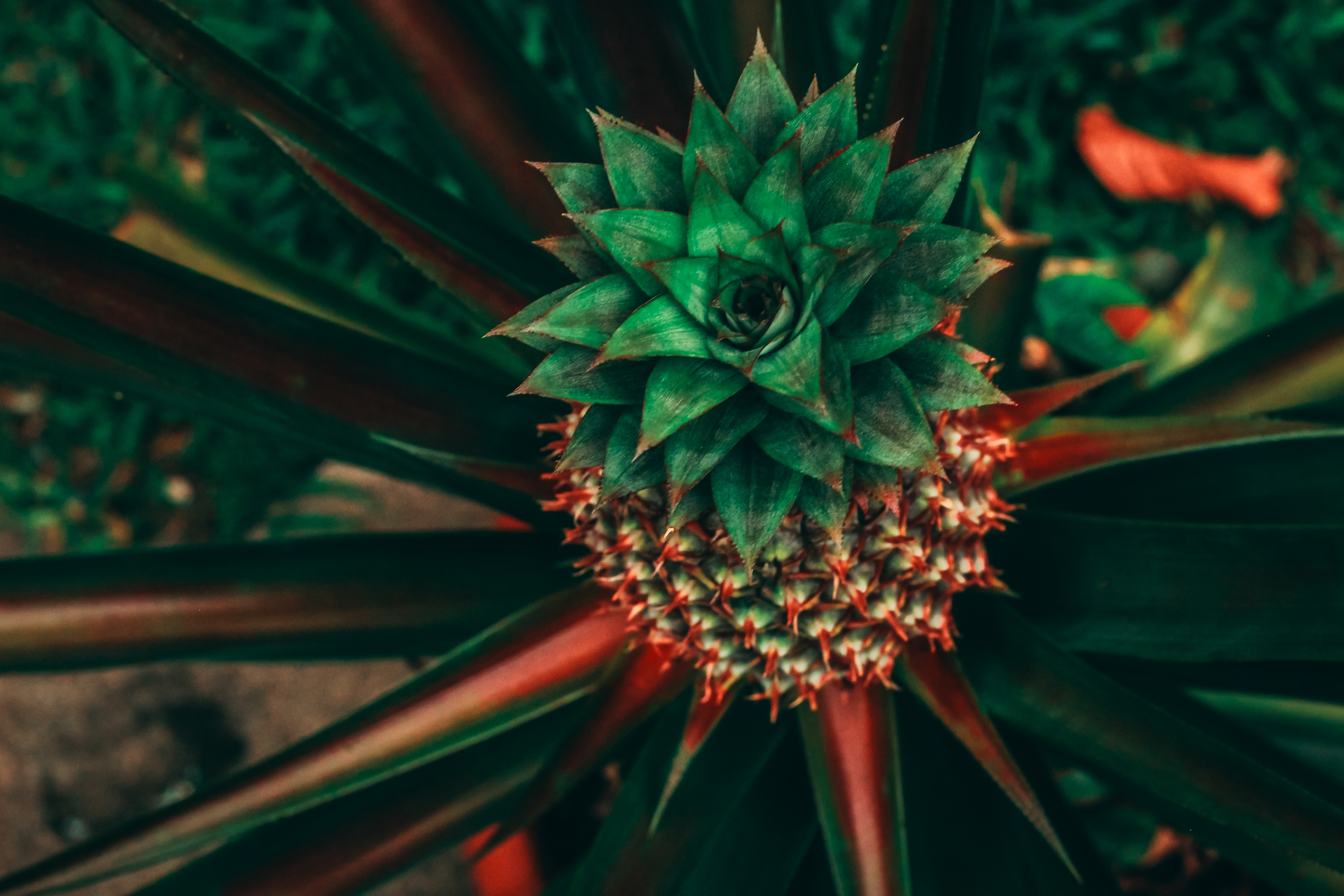 Pineapple - HD Wallpaper 