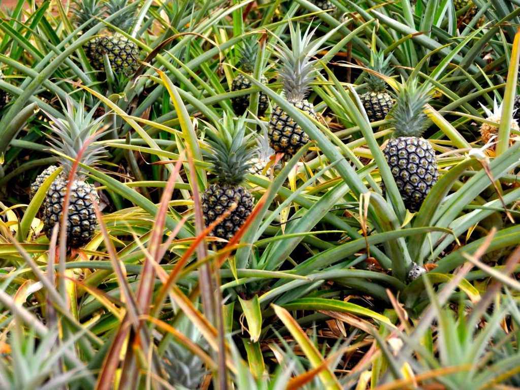 Finest Collections Of Free Pineapple Hd Wallpaper - Pineapple Farms In Ghana - HD Wallpaper 