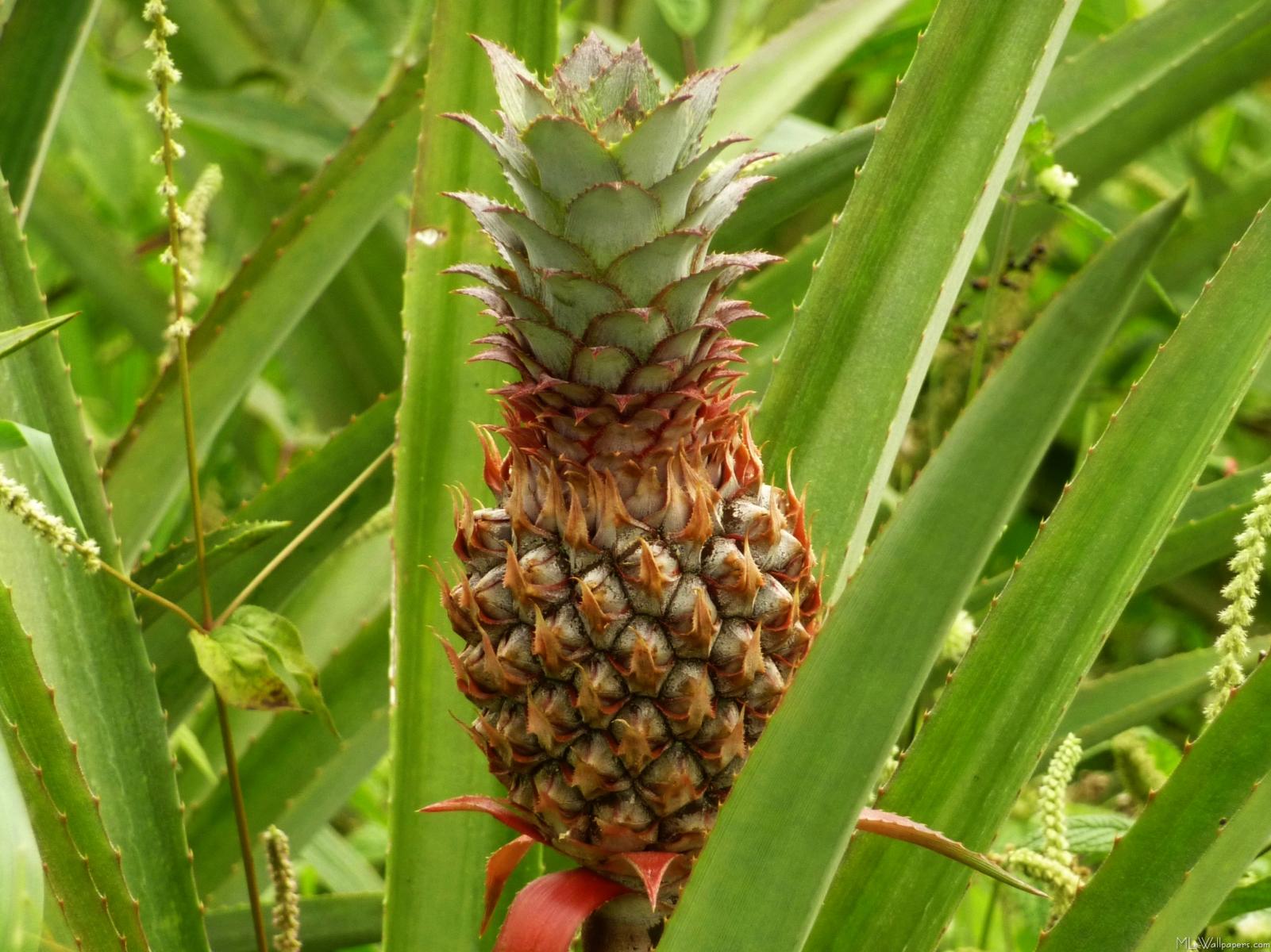 Wild Pineapple - Pineapple - HD Wallpaper 