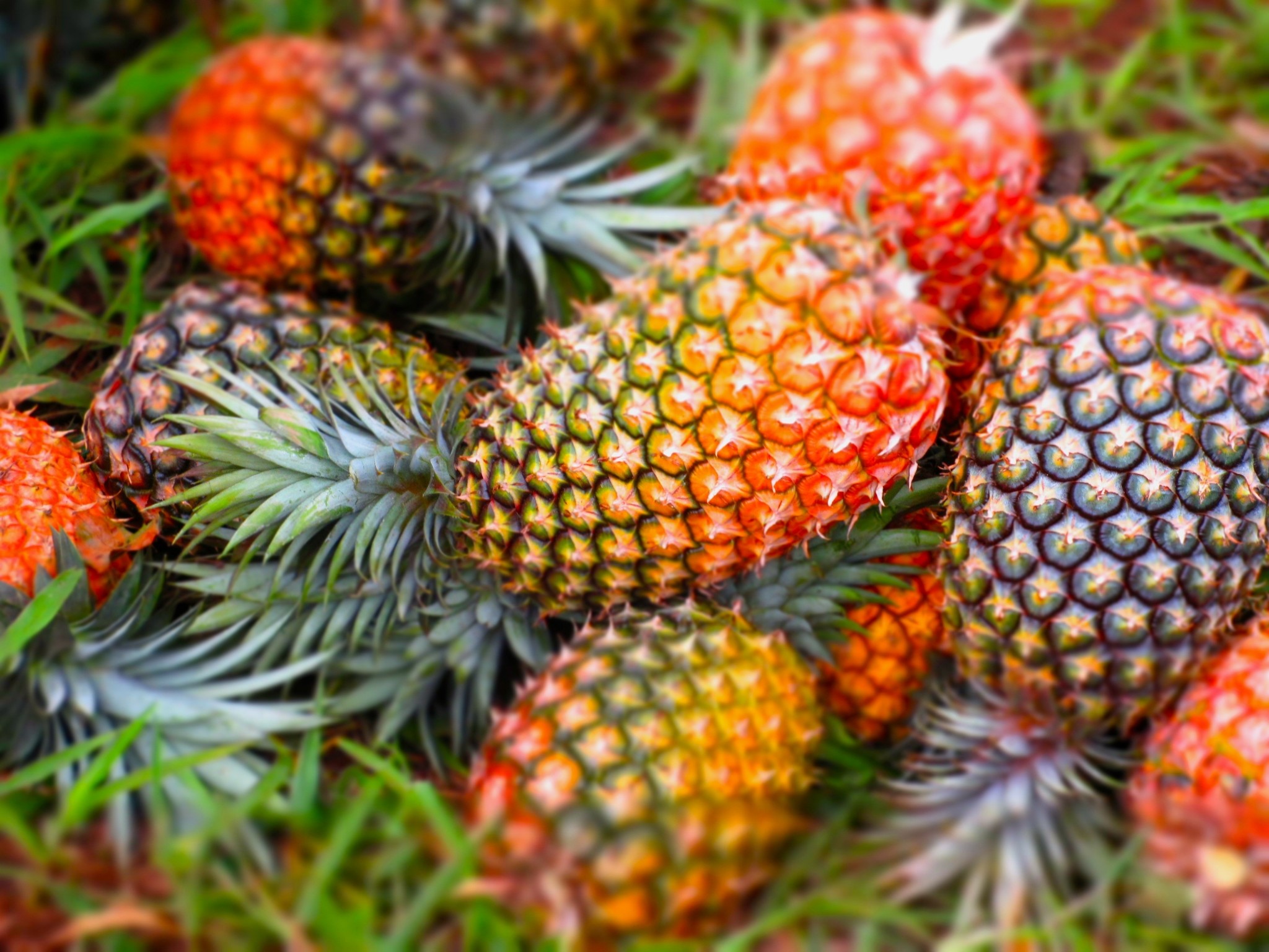 Pineapple Free Computer Wallpaper Download 
 Data Src - Diffirent Types Of Banana - HD Wallpaper 