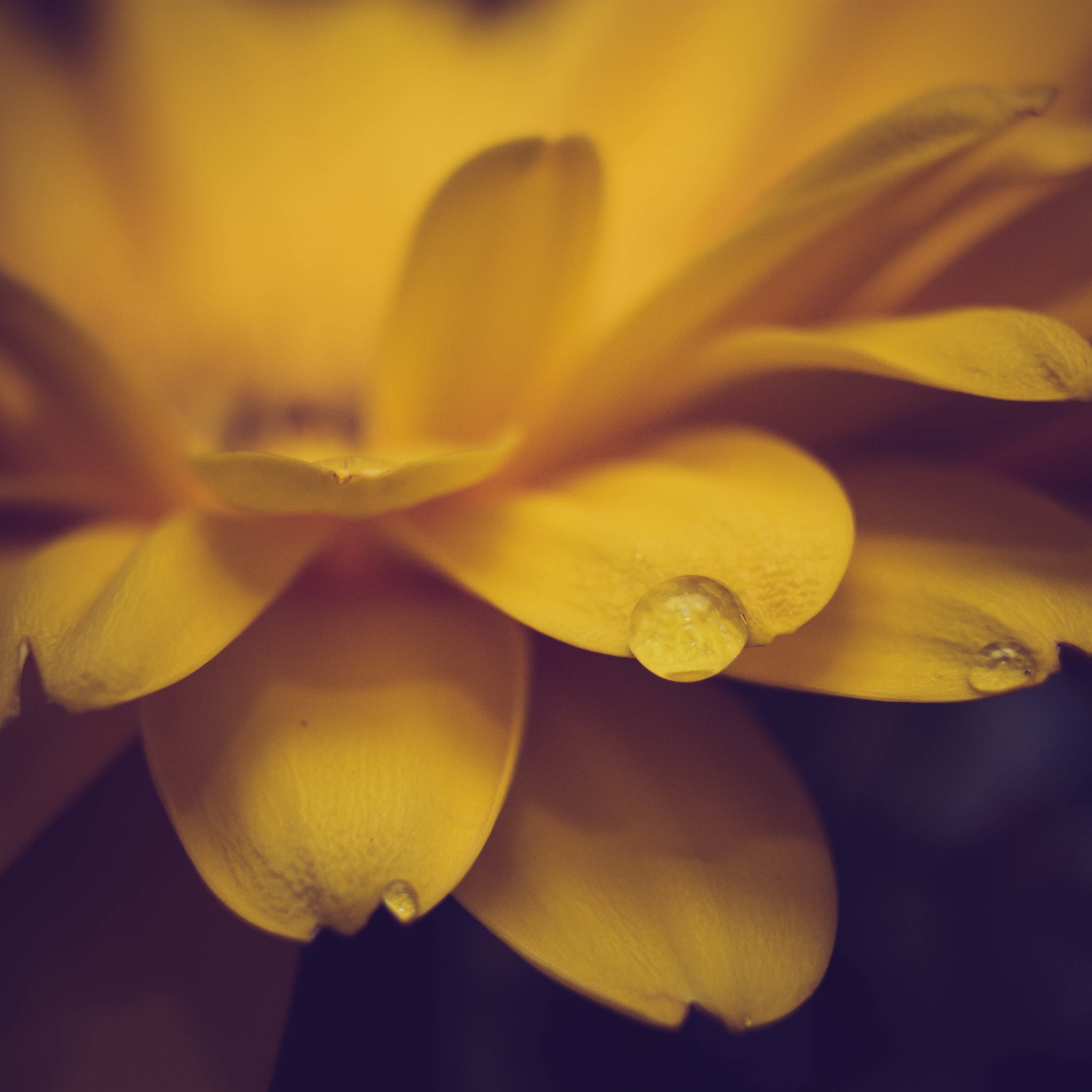 Espera Em Deus Pois Ainda O Louvarei - HD Wallpaper 