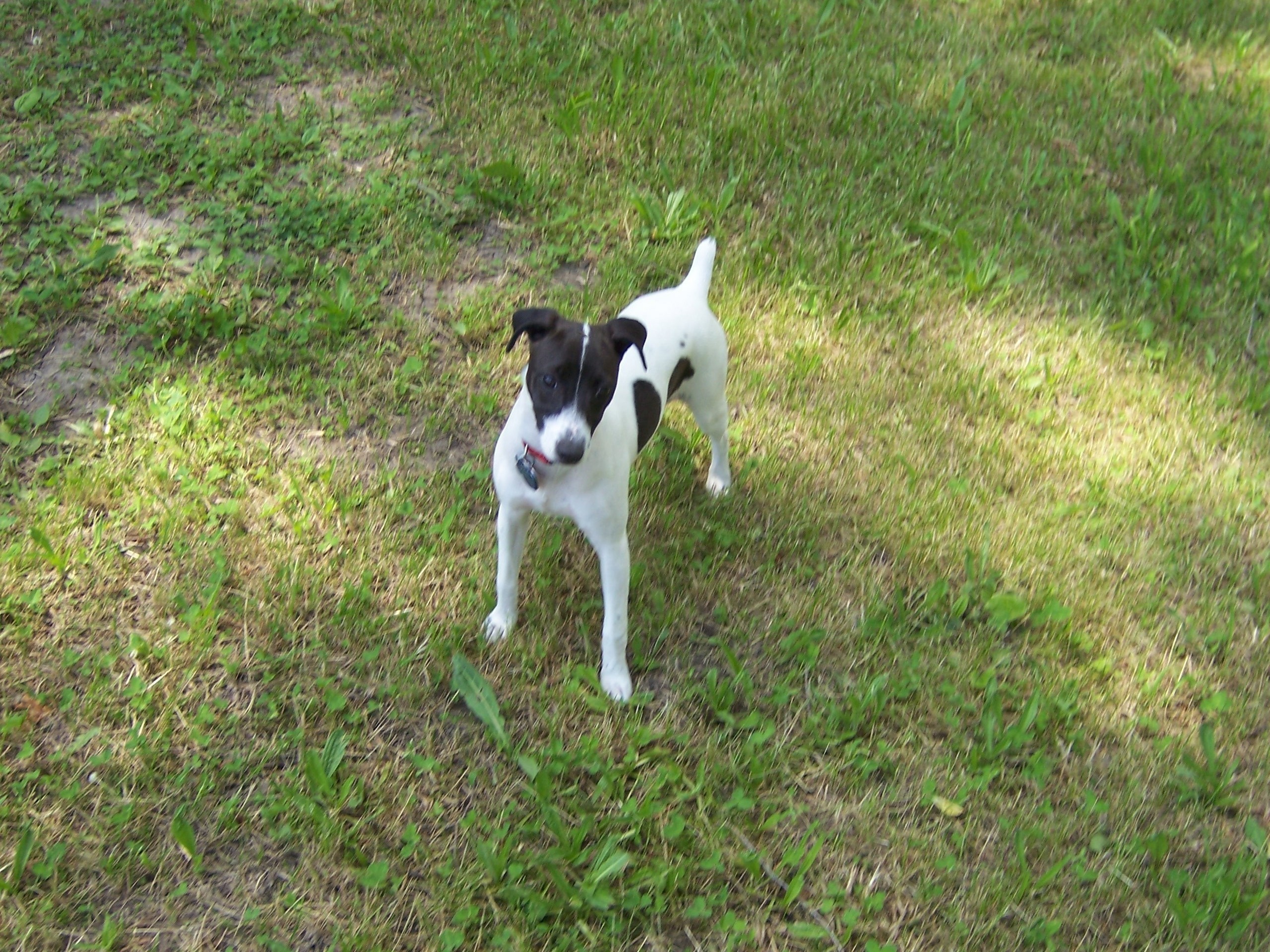 Jack Russell Terriers Images Sadielady Hd Wallpaper - Miniature Fox Terrier - HD Wallpaper 