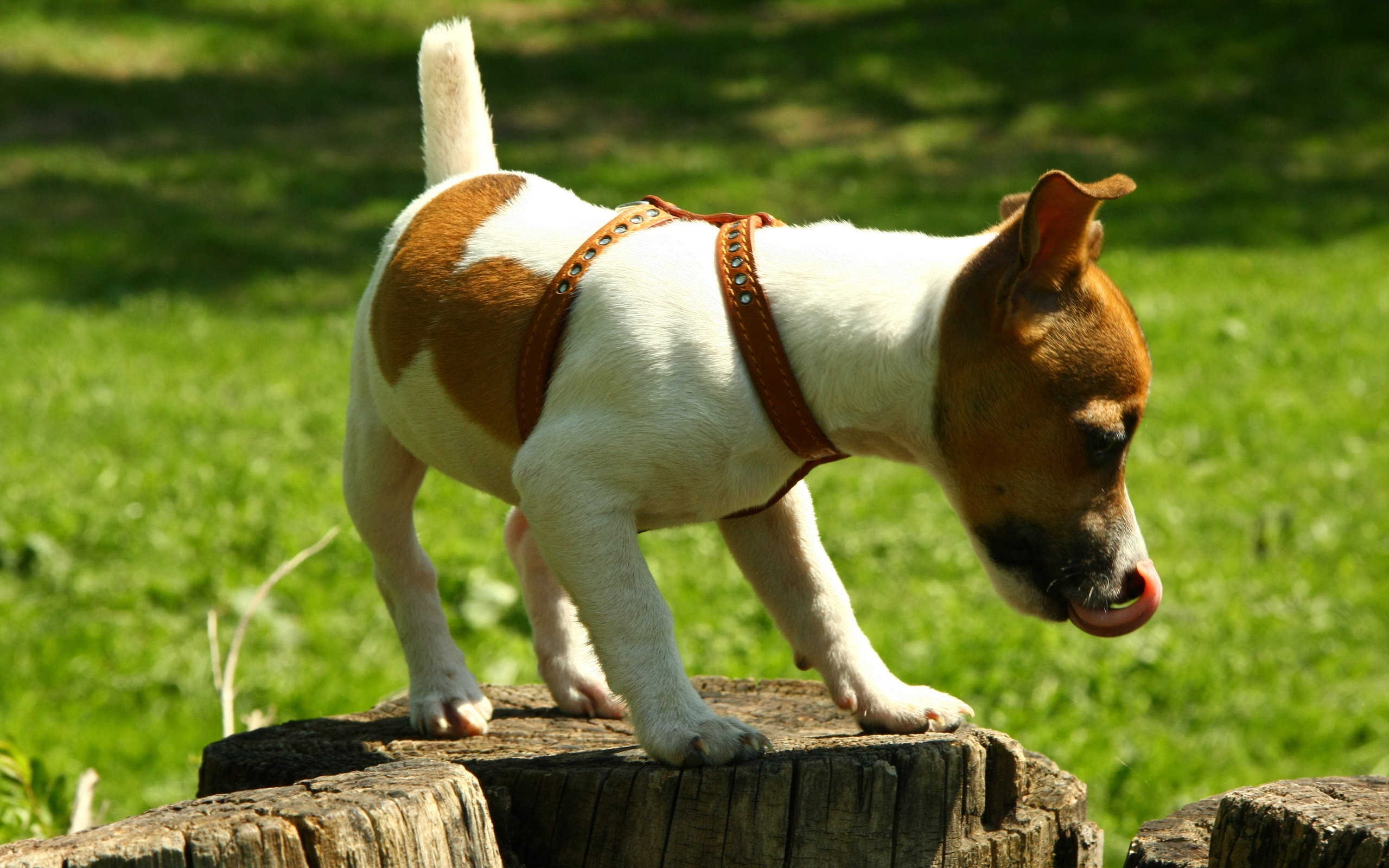 Download Hd Jack Russell Terrier Computer Background - Jack Russell Hd - HD Wallpaper 