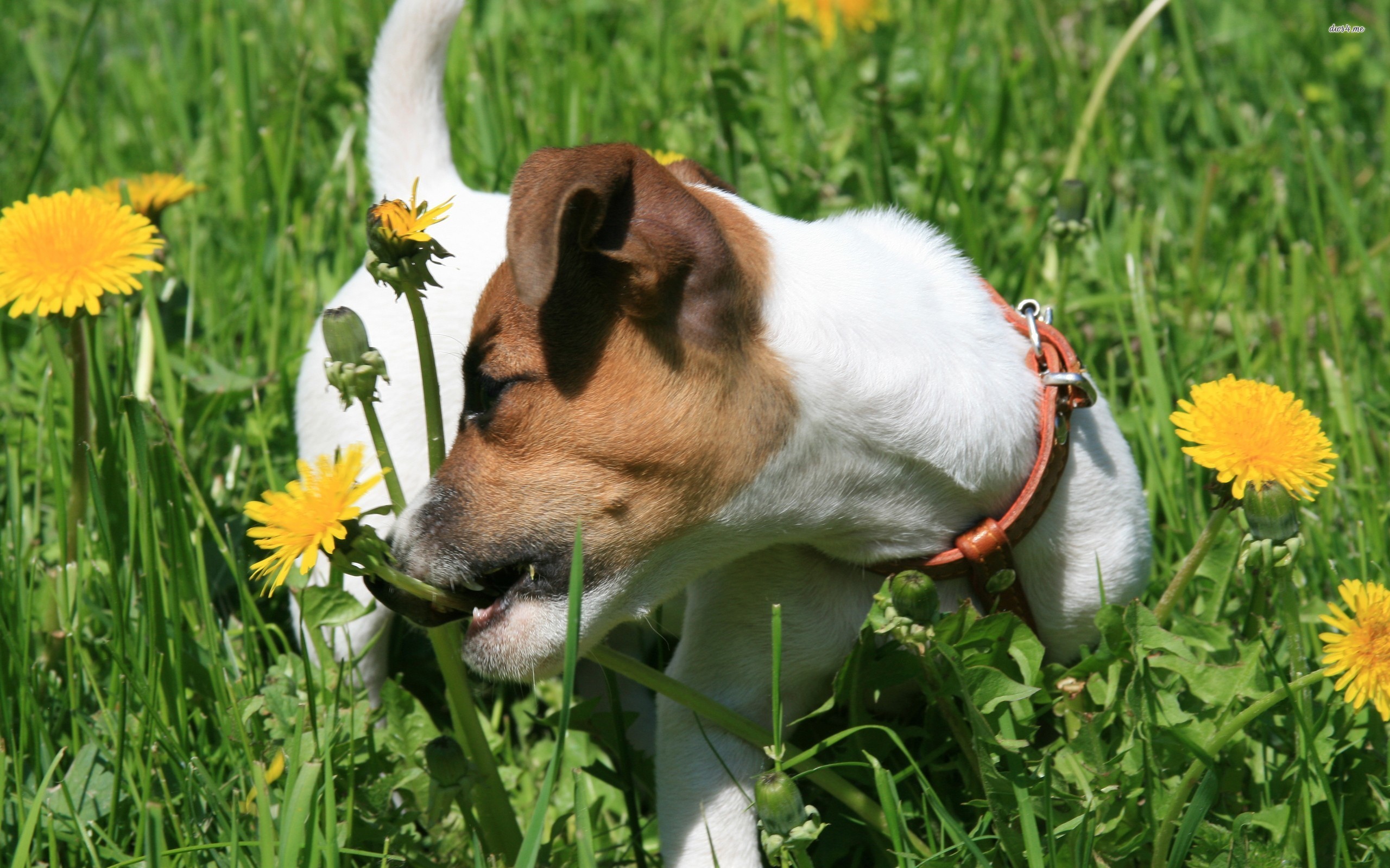 Jack Russell Terrier - HD Wallpaper 