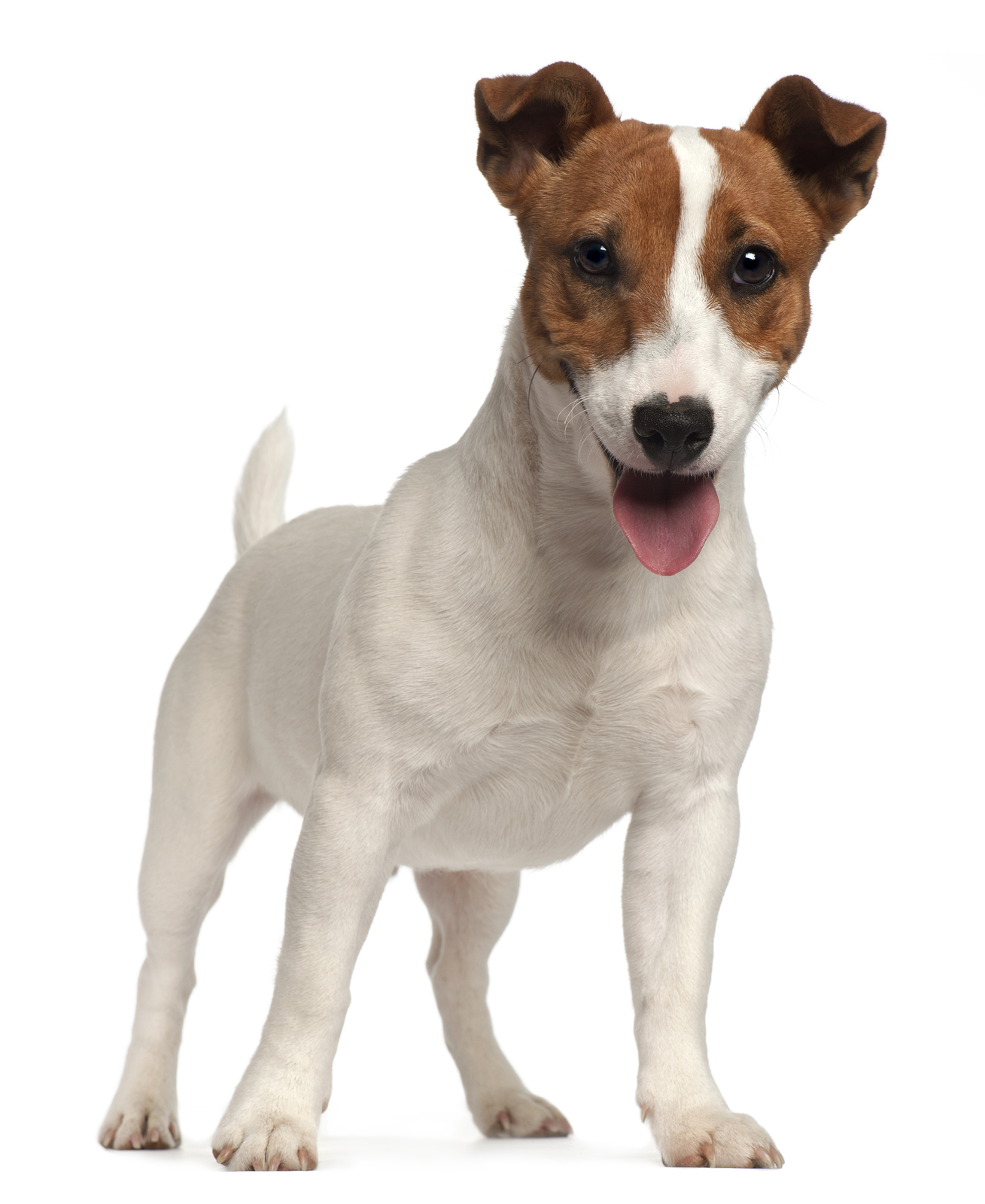Jack Russell Terrier High Quality Background On Wallpapers - Джек Рассел Терьер Цена - HD Wallpaper 