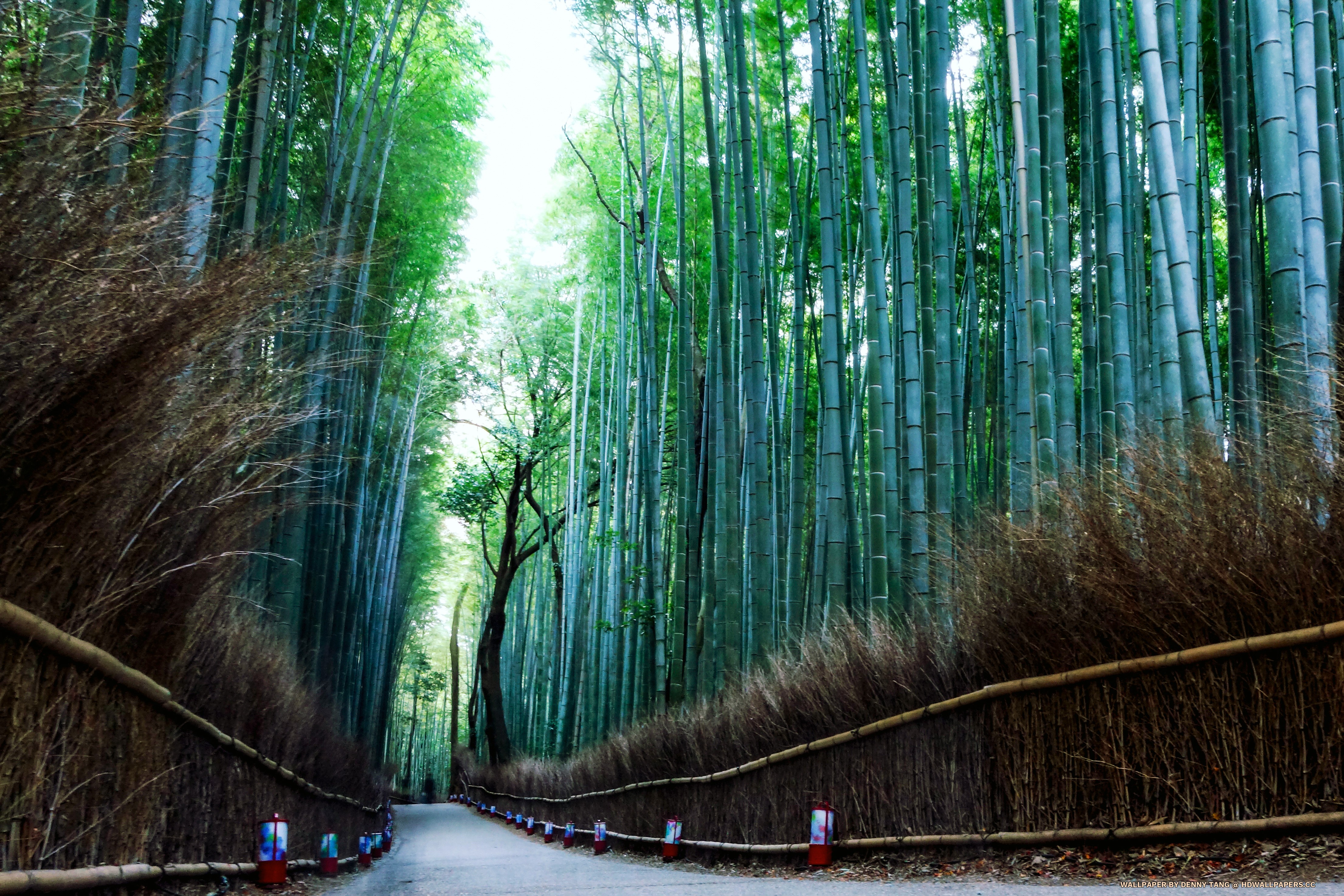 Arashiyama - Arashiyama 4k - HD Wallpaper 