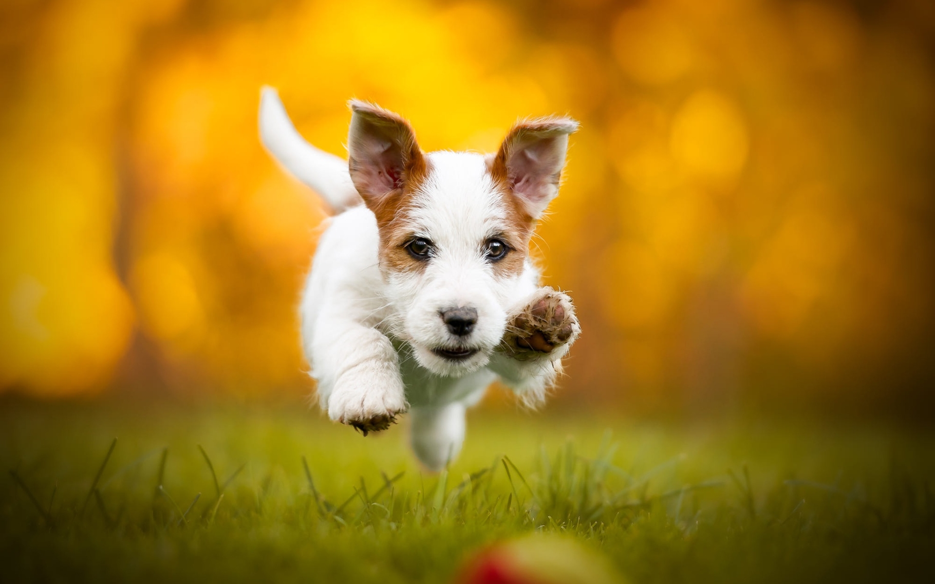 Jack Russell Terrier Corgi, Autumn, Pets, Dogs, Bokeh, - Dogs At Play - HD Wallpaper 