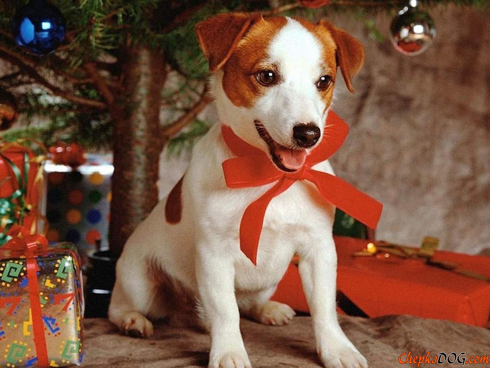 Dogs Wallpapers Christmas - HD Wallpaper 