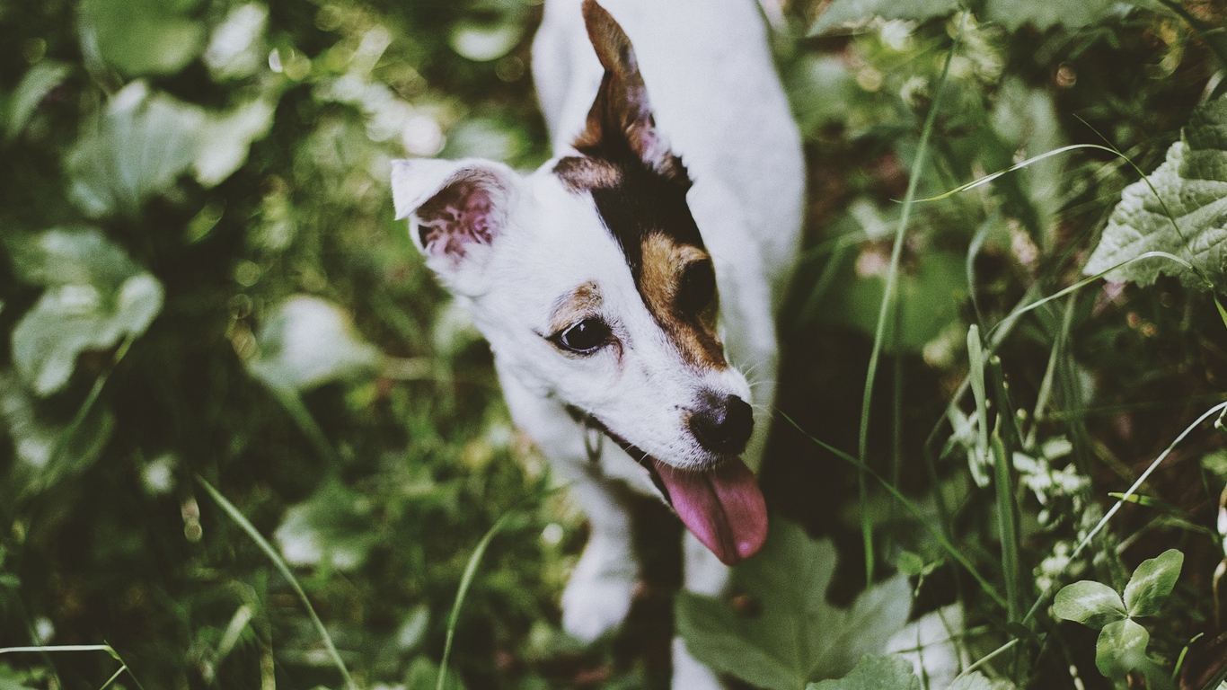 Wallpaper Jack Russell Terrier, Dog, Walk, Grass - Jack Russell Terrier - HD Wallpaper 