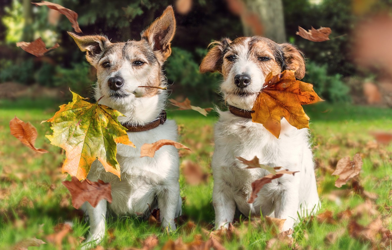 Photo Wallpaper Autumn, Dogs, Leaves, A Couple, Jack - Jack Russells In Leaves - HD Wallpaper 