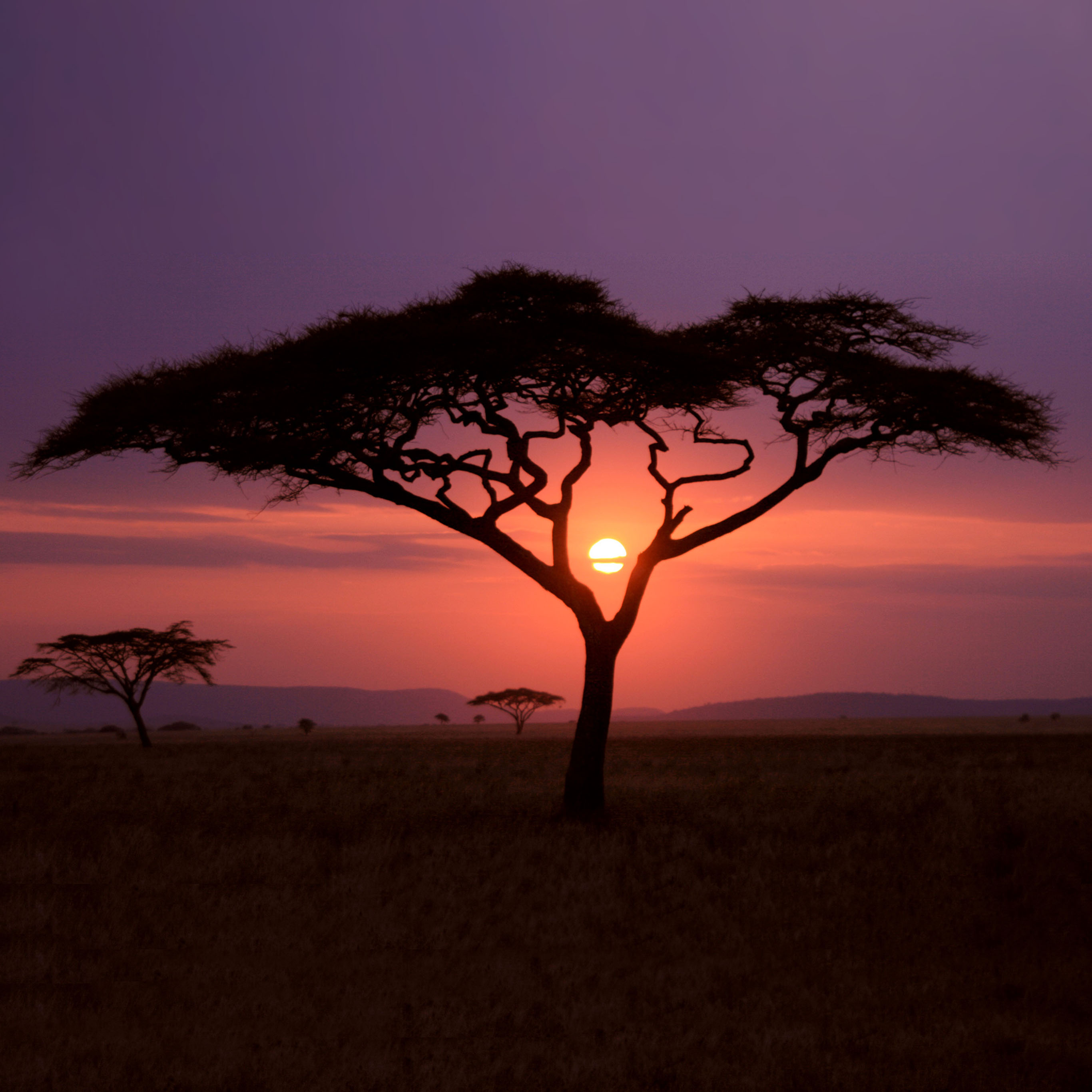 Ipad 2016 4k Wallpapers - National Geographic African Tree - 2732x2732 Wallpaper Ipad 2016 4k Wallpapers - National Geographic African Tree - 2732x2732 Wallpaper
