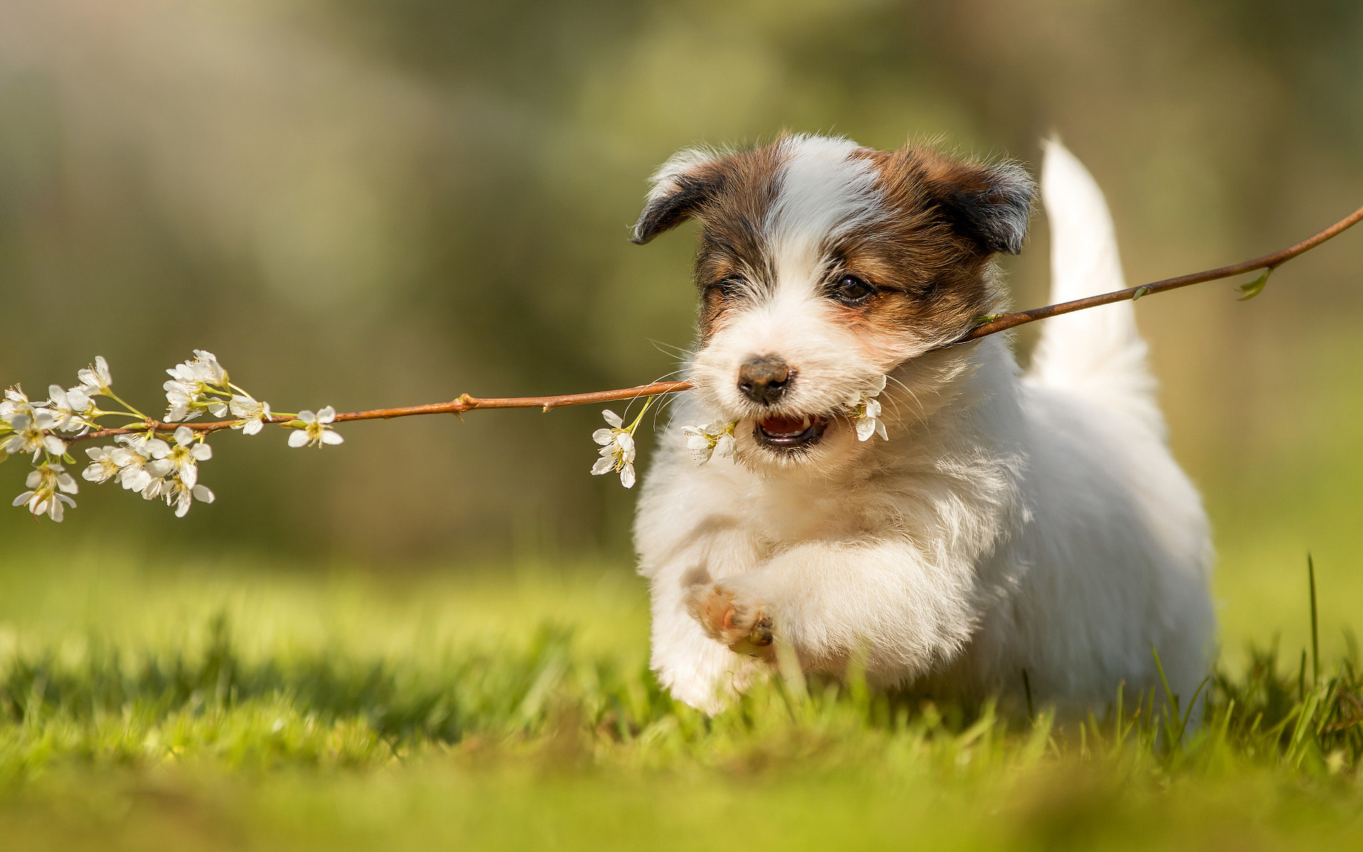 Jack Russell Terrier Dog, Pets, Dogs, Puppy, Running - Cute Running Dogs - HD Wallpaper 