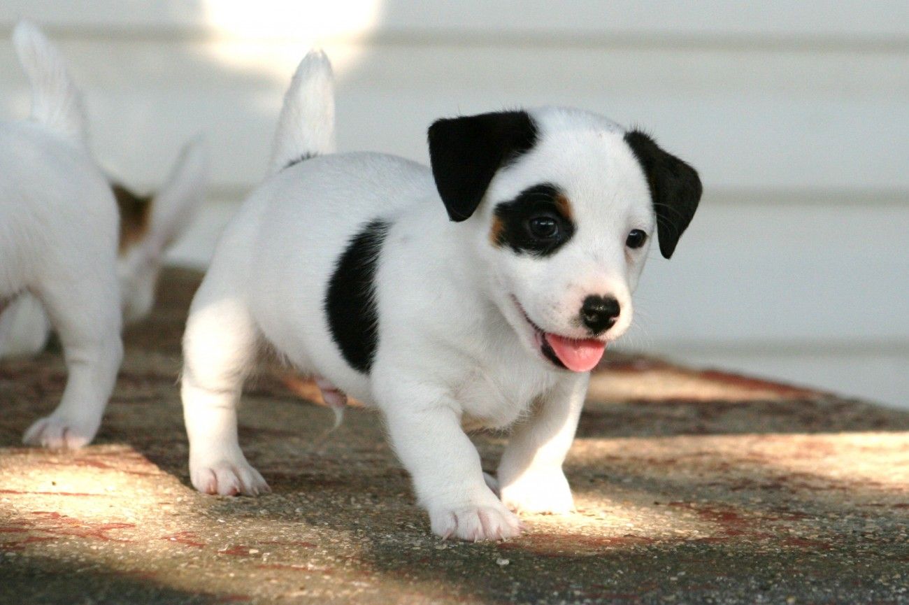 Black And White Jack Russell Terrier Puppy - HD Wallpaper 