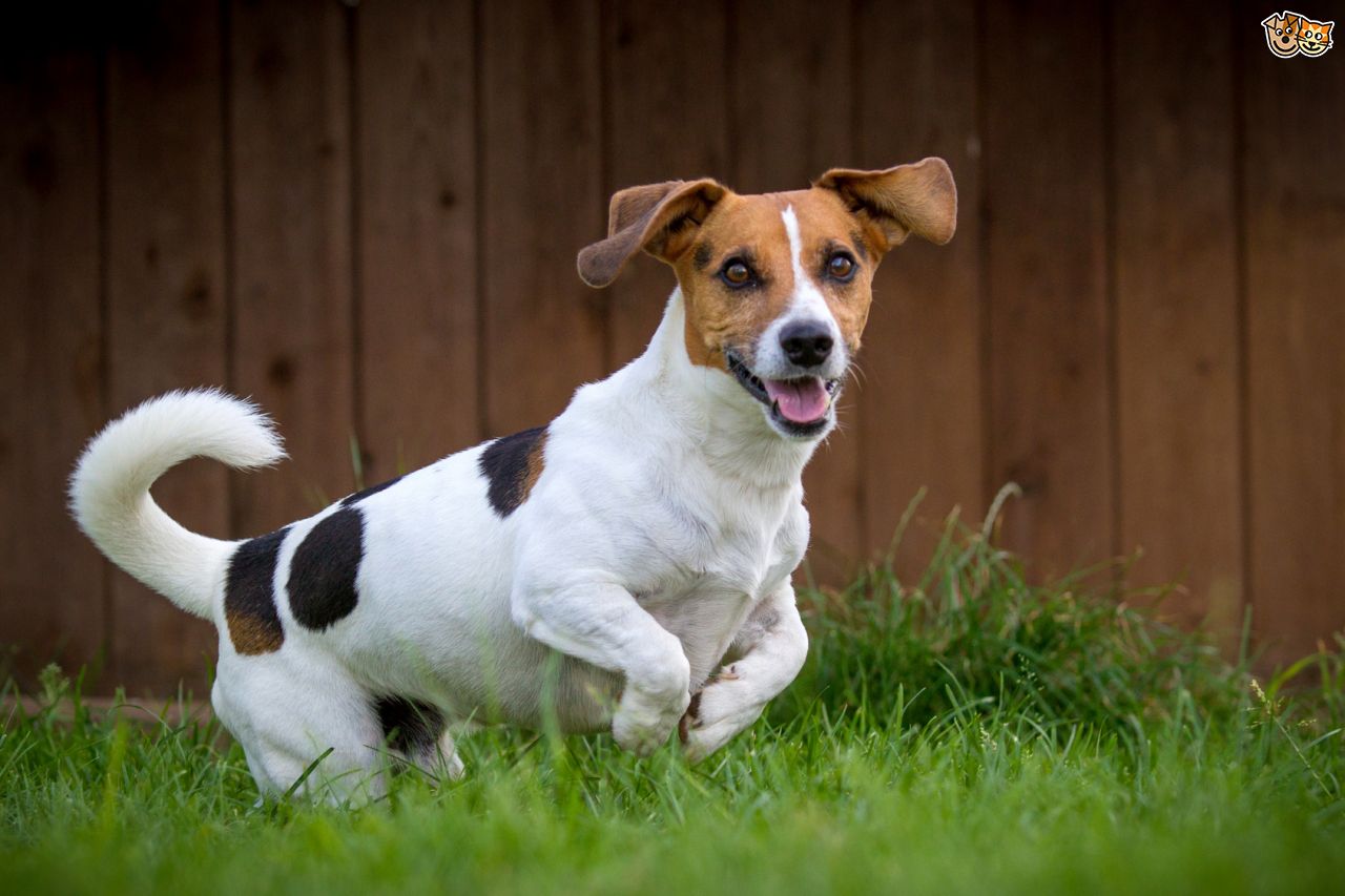 Free Jack Russell Wallpapers - HD Wallpaper 