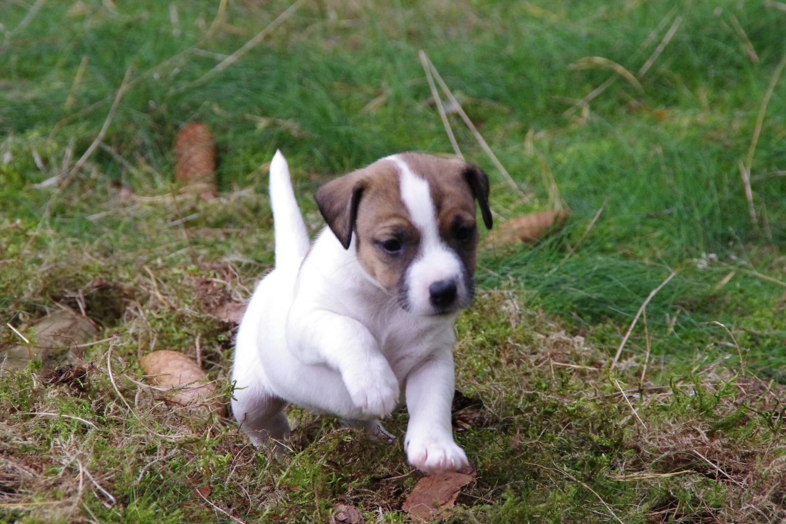 Parson Russell Terrier Puppy Wallpaper Parsons Terrier Puppies 1600x1067 Wallpaper Teahub Io
