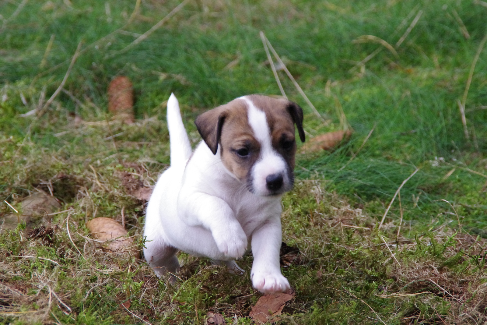 parsons terrier puppy