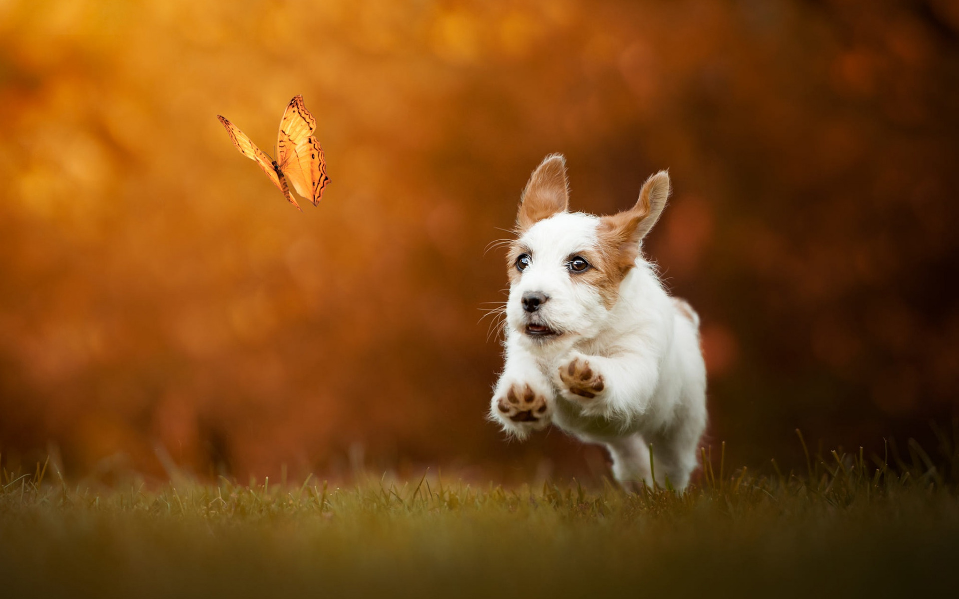 Jack Russell Terrier, White Cute Dog, Pets, Cute Animals, - Butterflies And Puppies - HD Wallpaper 