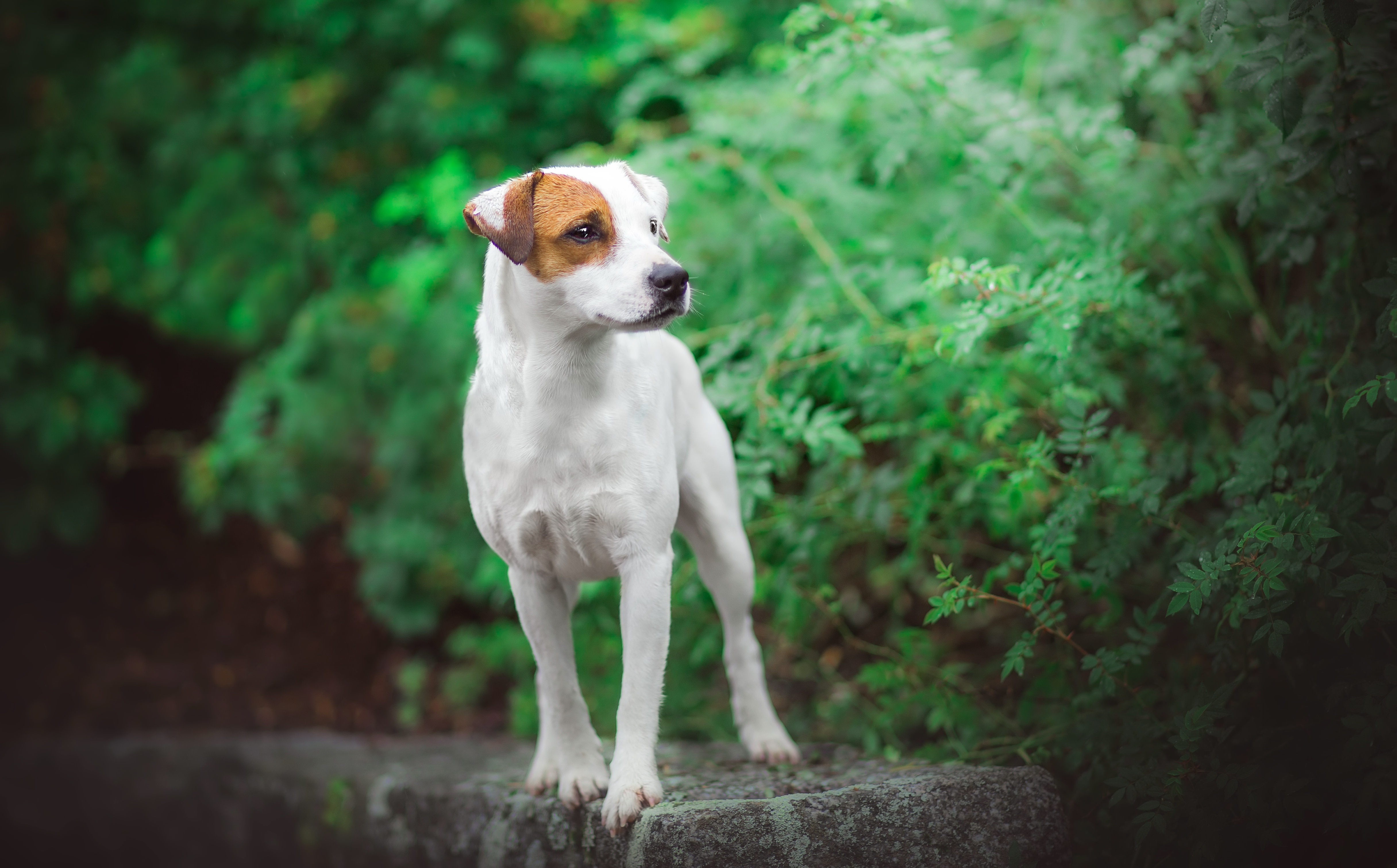 Jack Russell In Forest - HD Wallpaper 