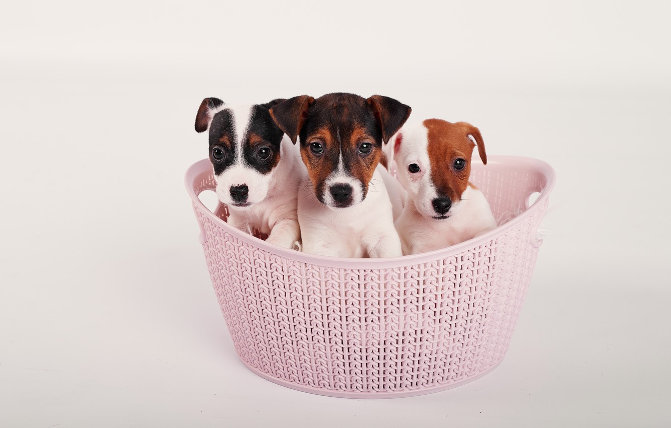 Photo Wallpaper Dogs, Look, Puppies, Kids, Basket, - Parson Russell Terrier - HD Wallpaper 