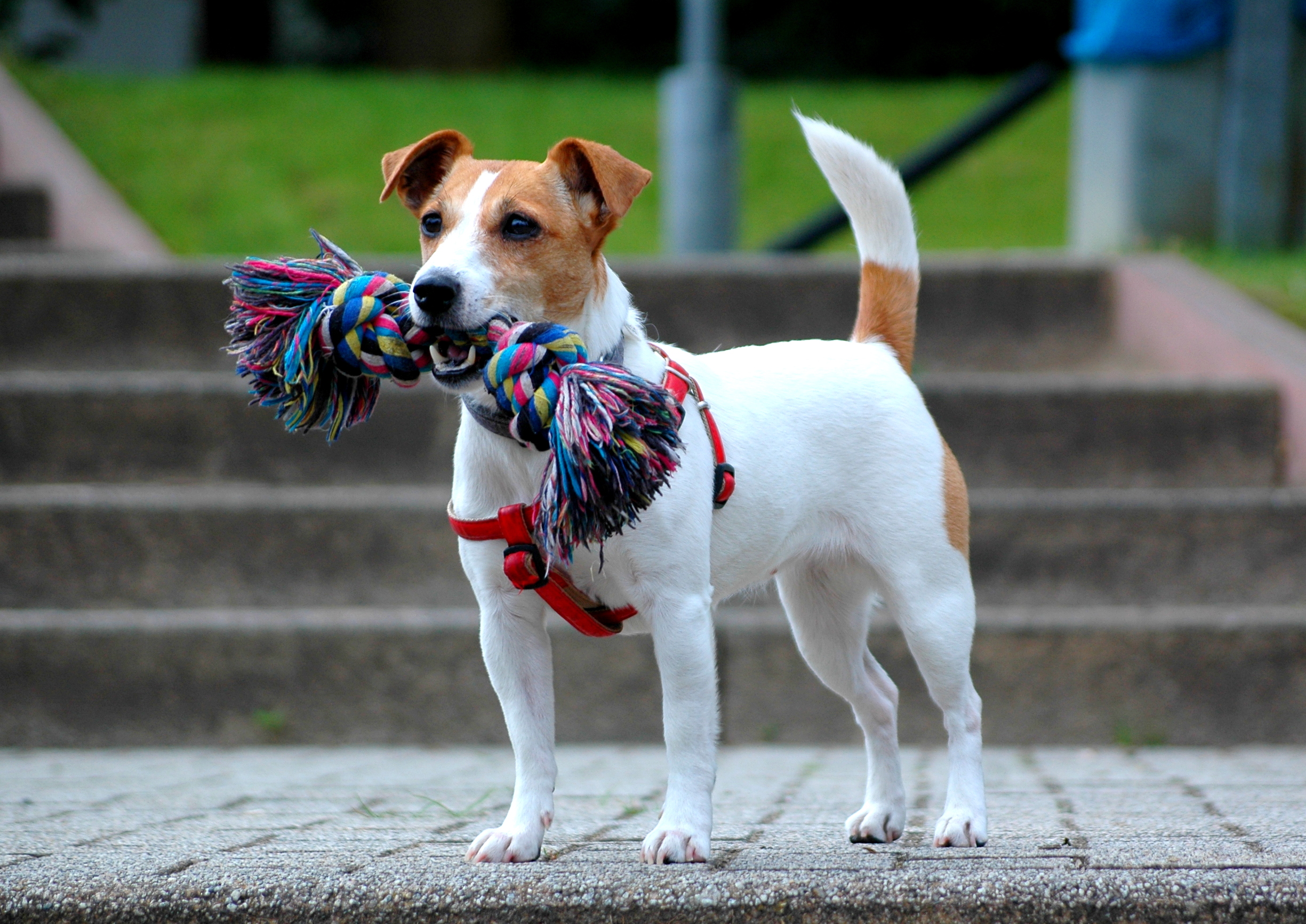 Jack Russell Terrier Backgrounds, Compatible - HD Wallpaper 
