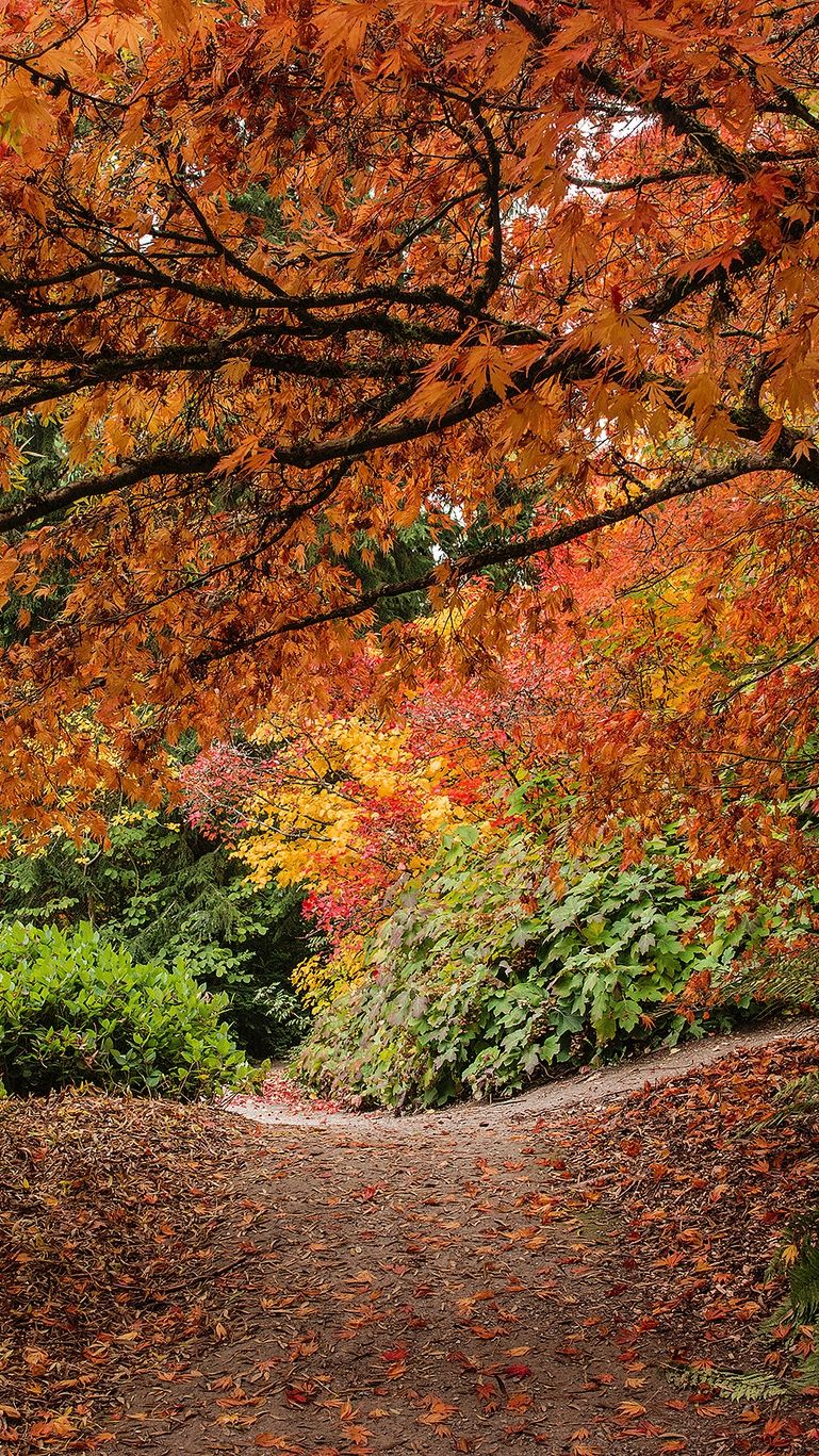 Olmsted In Seattle - HD Wallpaper 