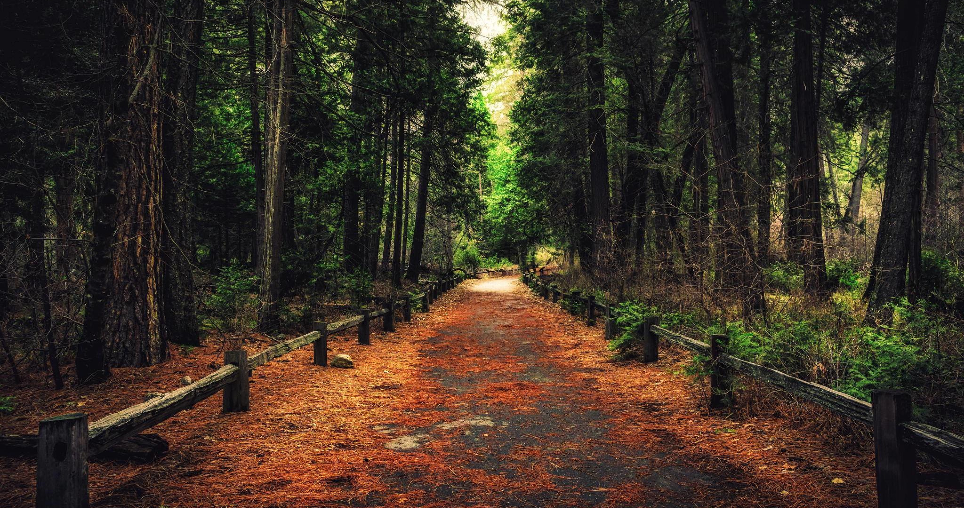 Nature Pathway - HD Wallpaper 