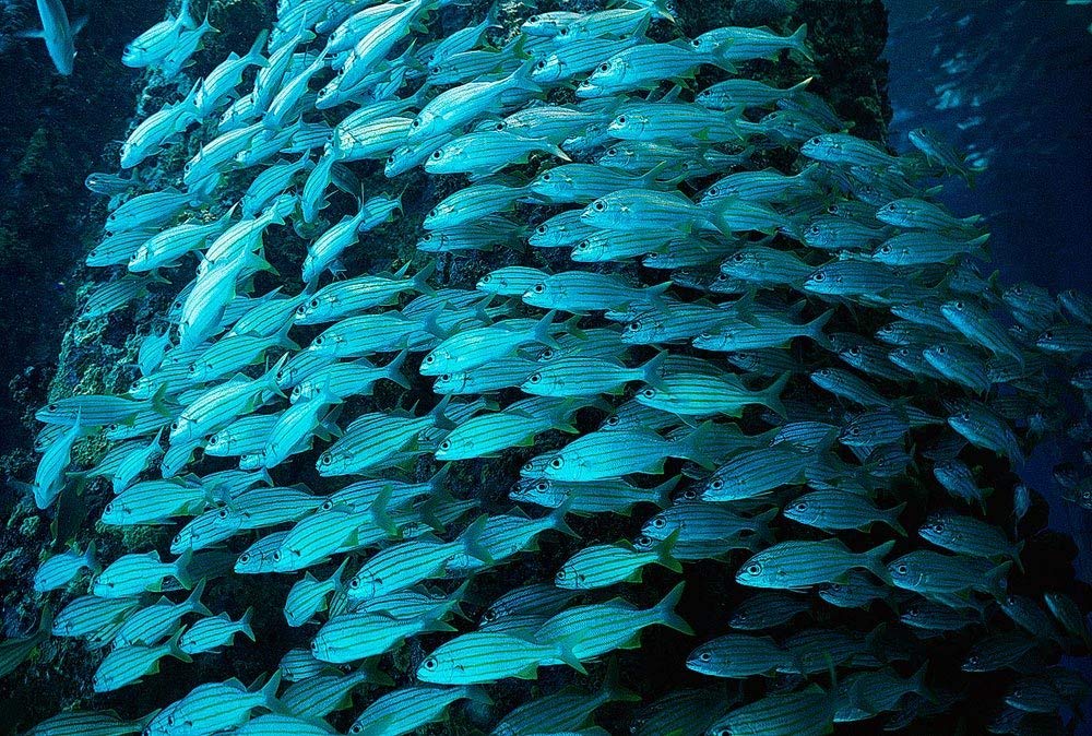 School Of Fish National Geographic - HD Wallpaper 