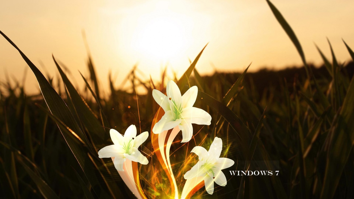 Lily Flower Cover Pic Facebook - HD Wallpaper 