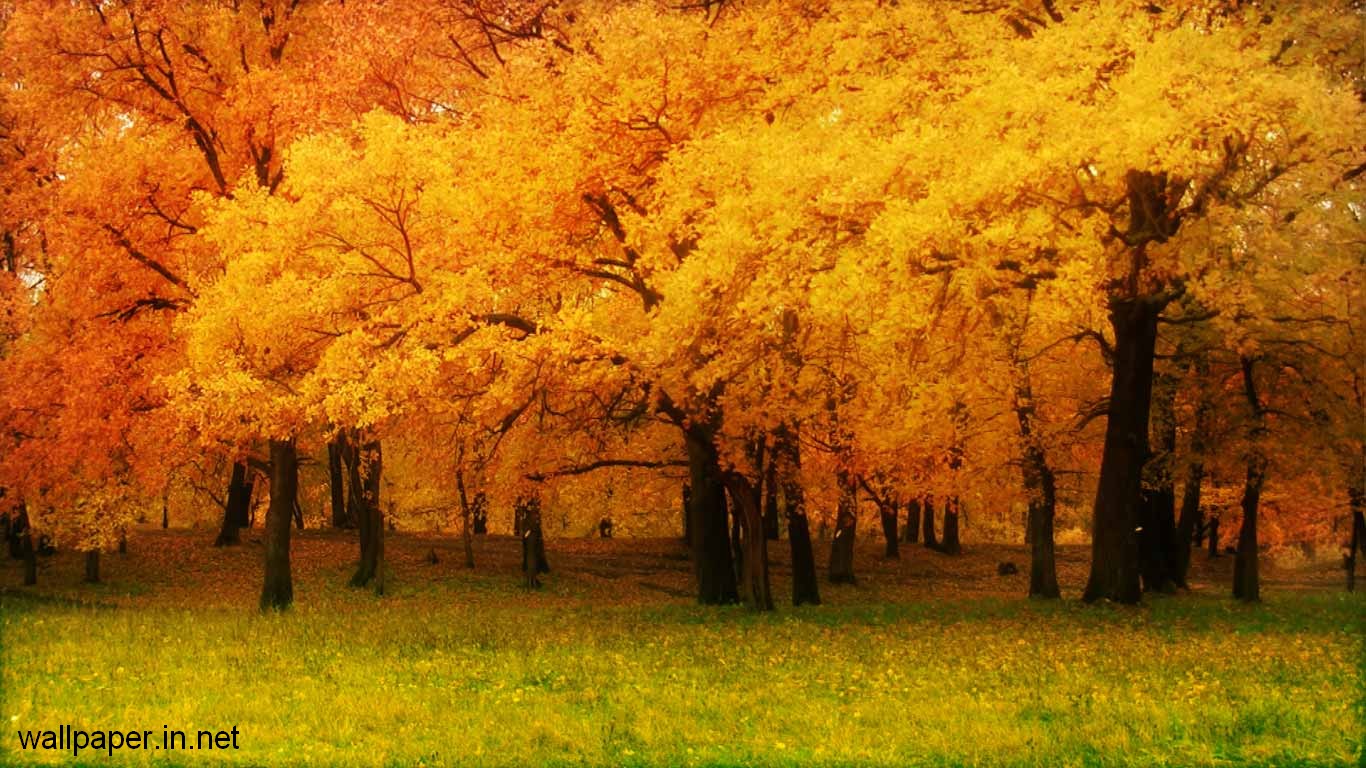 Free Downloadable Wallpapers For Laptop Group - Sweet November - 1366x768 Wallpaper Free Downloadable Wallpapers For Laptop Group - Sweet November - 1366x768 Wallpaper