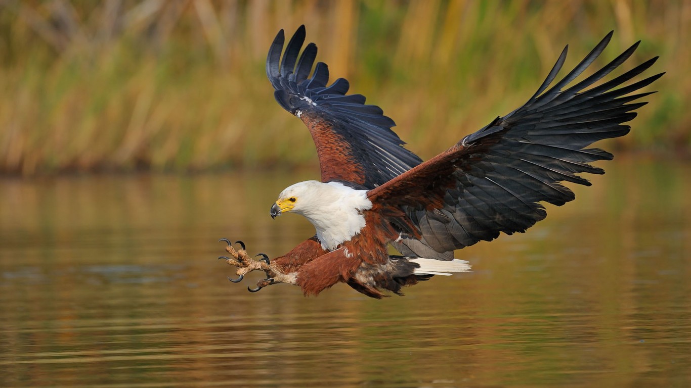 Eagle Images Download Hd - HD Wallpaper 