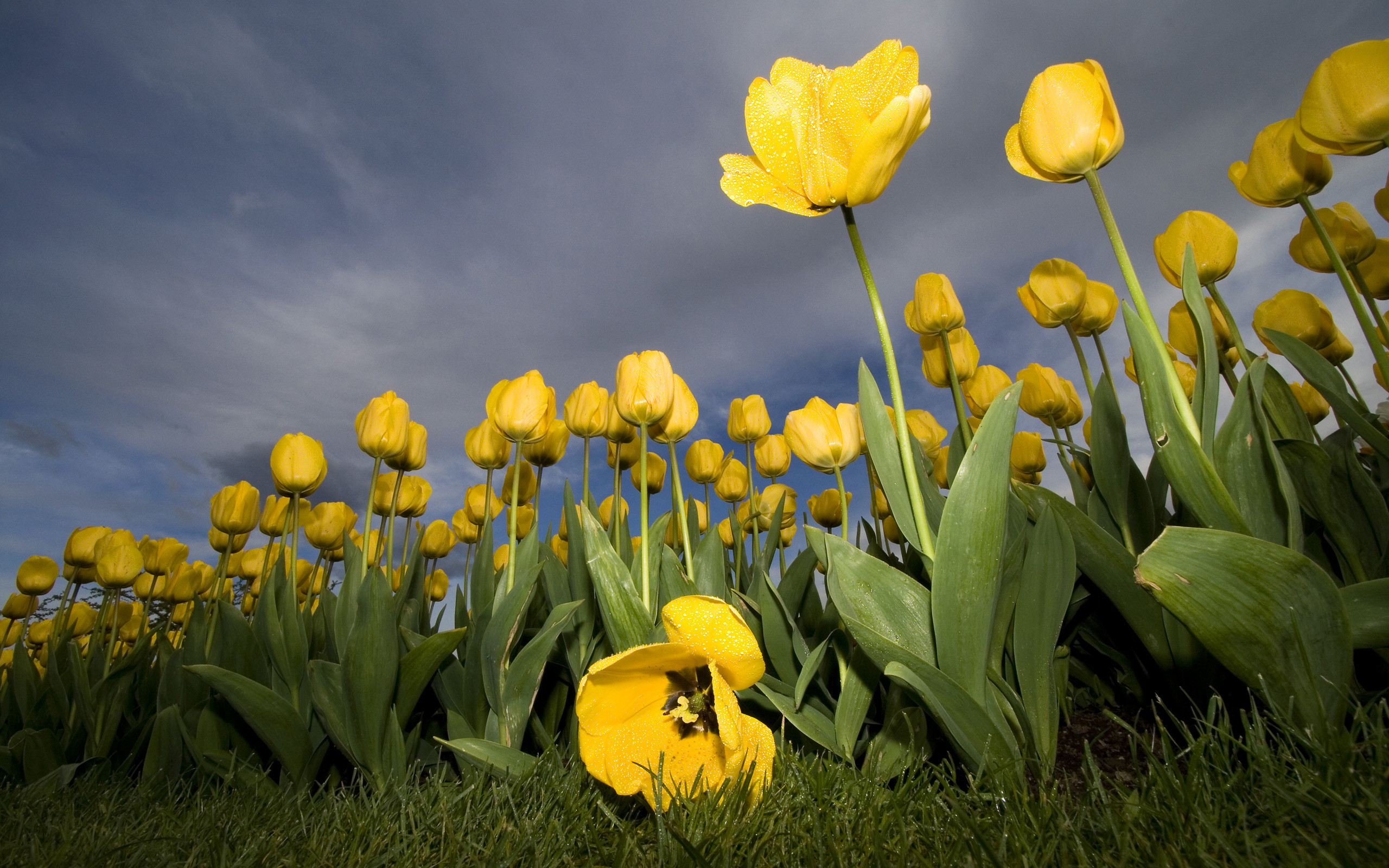 Hd Wallpapers For Laptop Group 90 
 Data-src - Yellow Tulip - HD Wallpaper 