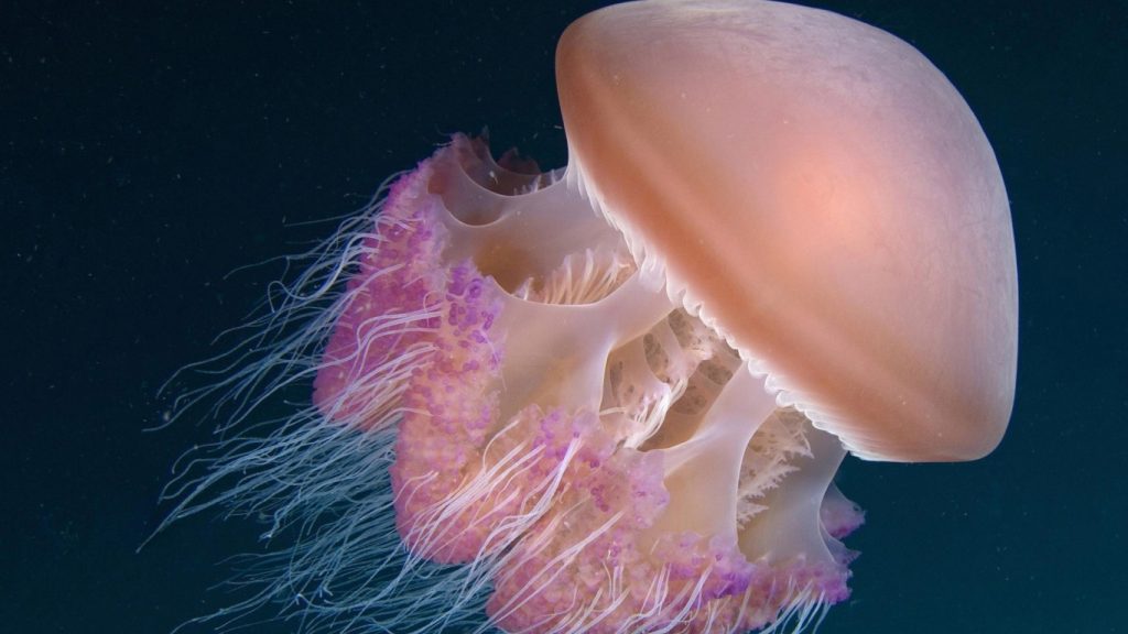 Jellyfish Desktop Wallpaper Hd Widescreen Free Download - Deep Sea Jellyfish - HD Wallpaper 