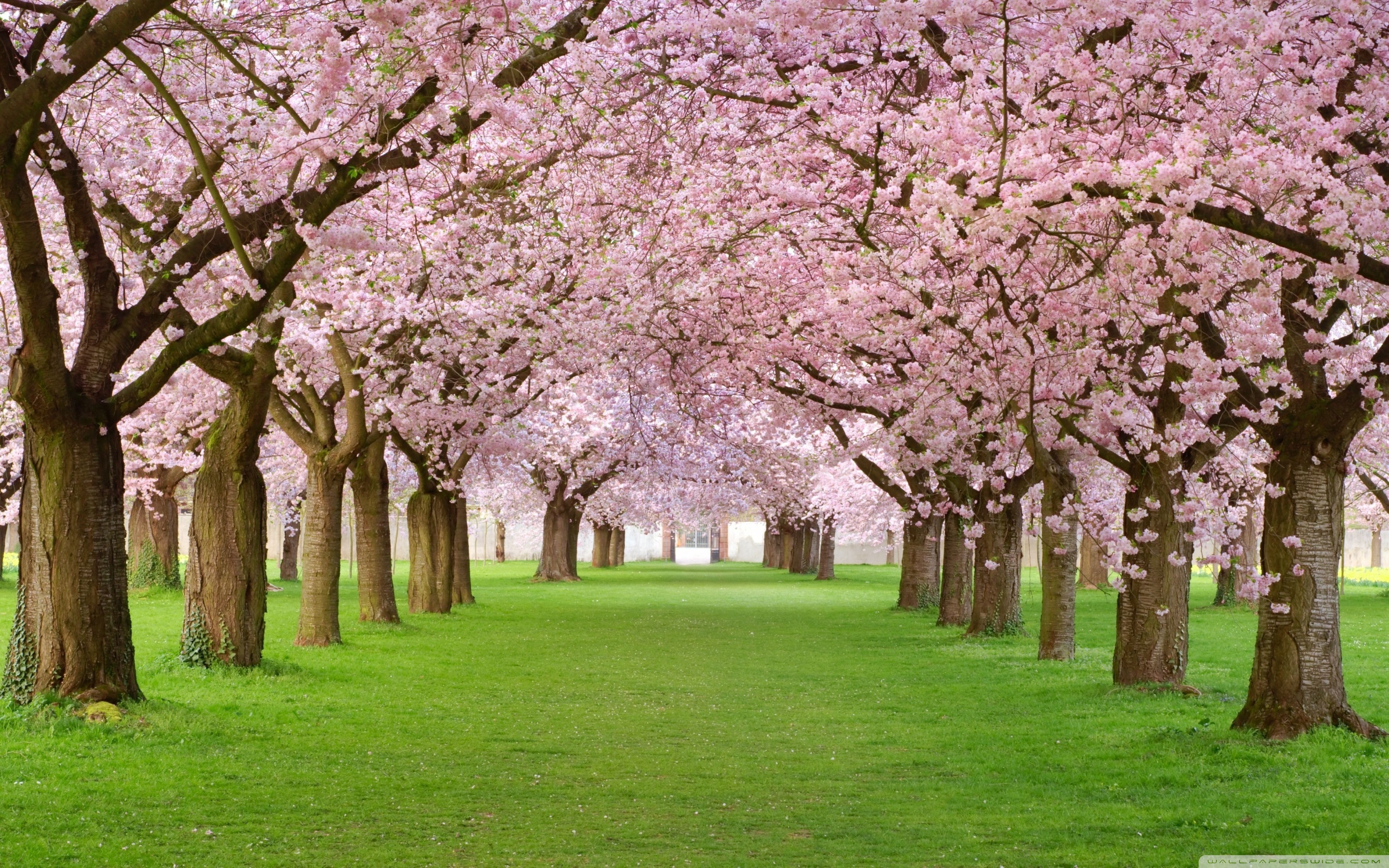 Background Cherry Blossom - HD Wallpaper 