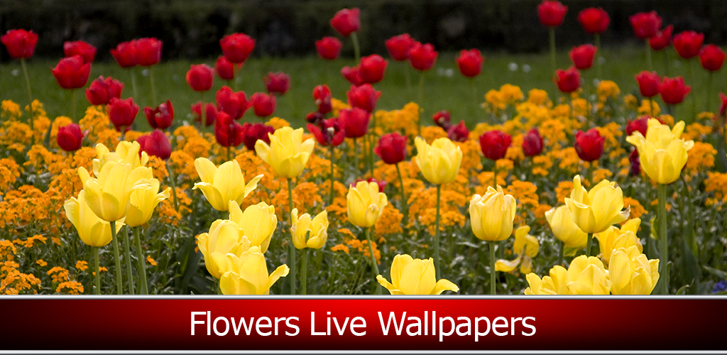 Sprenger's Tulip - HD Wallpaper 